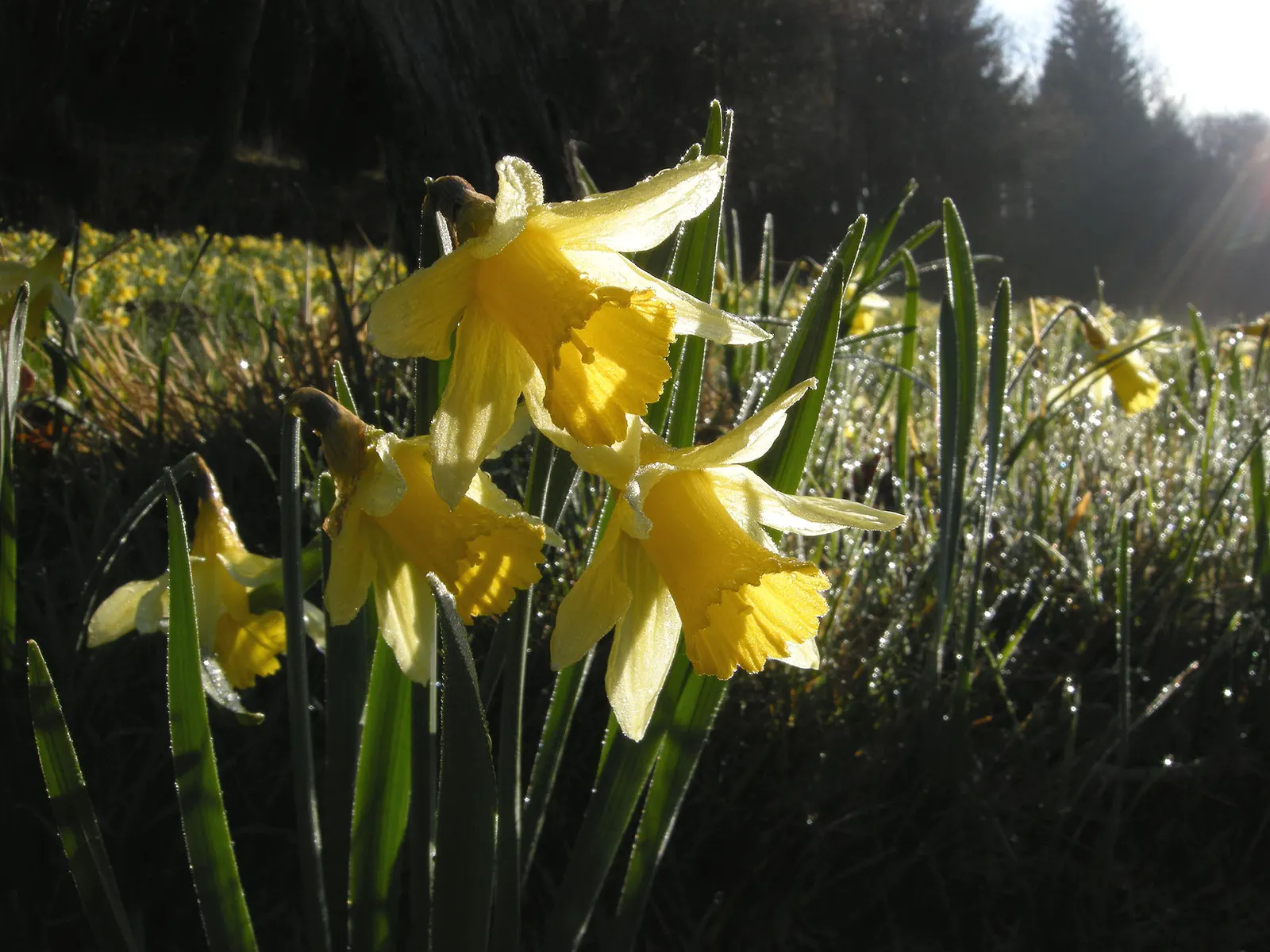 Daffodil, Trumpet Narcissus (Narcissus Pseudonarcissus) — trumpet-like corona and surrounding petals; deer and rodent-resistant