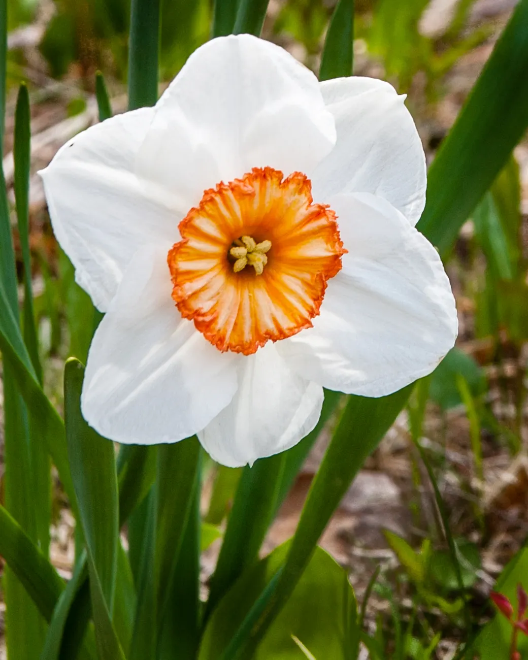 Daffodil, Trumpet Narcissus (Narcissus Pseudonarcissus) — Ideal for borders and naturalizing, it prefers full sun to partial shade and well-drained, image 111