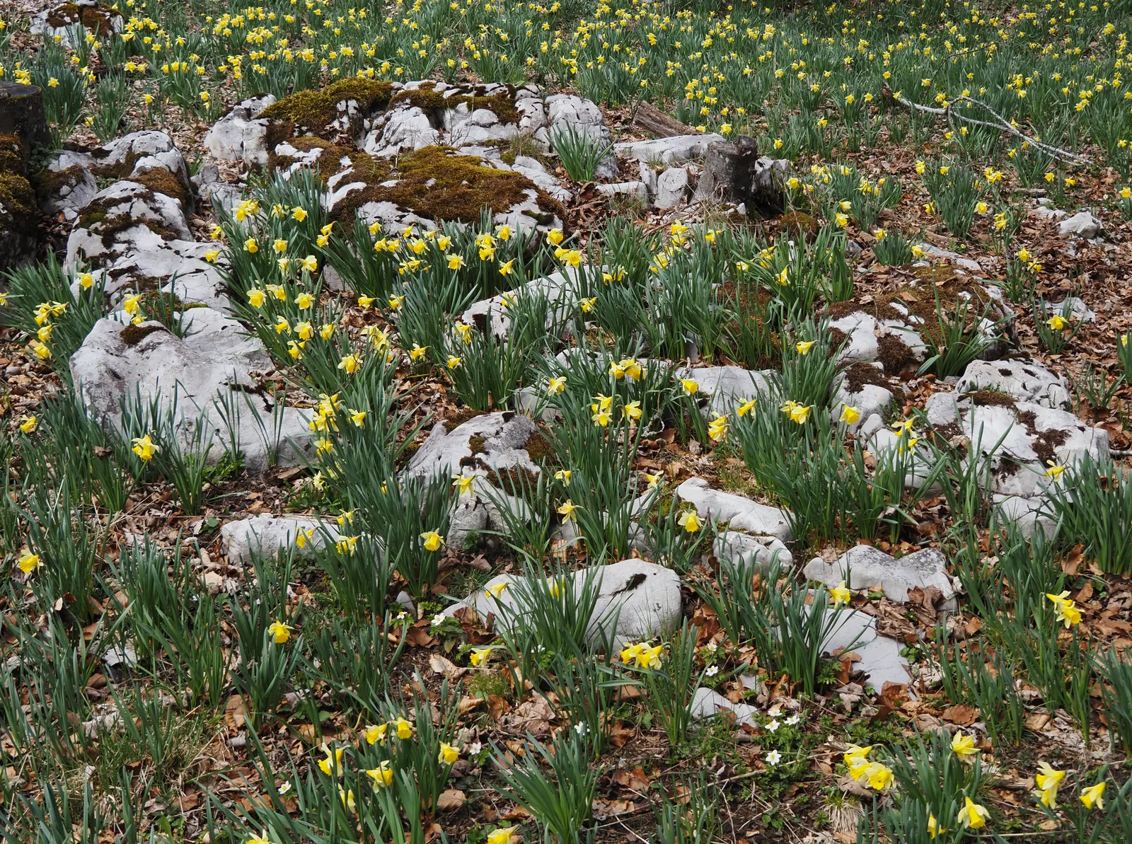 Daffodil, Trumpet Narcissus (Narcissus Pseudonarcissus) — Blooms appear in early to mid-spring, offering a delightful herald to the season's onset