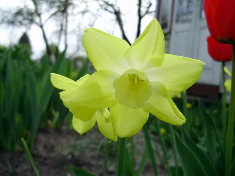 Daffodil, Trumpet Narcissus (Narcissus Pseudonarcissus) — the Daffodil thrives in full to partial sunlight and prefers well-draining soils with, image 95