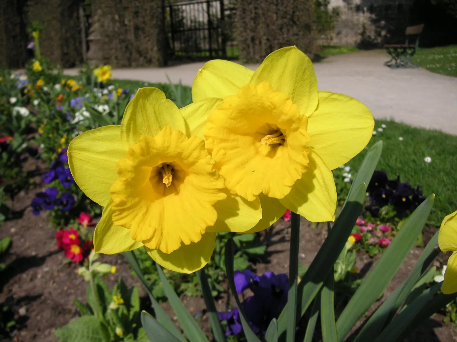 Daffodil, Trumpet Narcissus (Narcissus Pseudonarcissus) — The Trumpet Narcissus (Narcissus pseudonarcissus) is a vibrant perennial; blooms appear, image 55