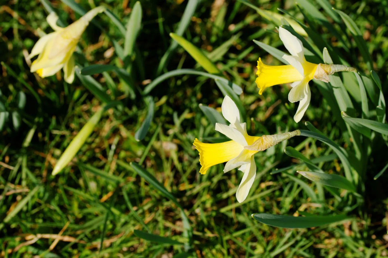 Daffodil, Trumpet Narcissus (Narcissus Pseudonarcissus) — bulb for full or half