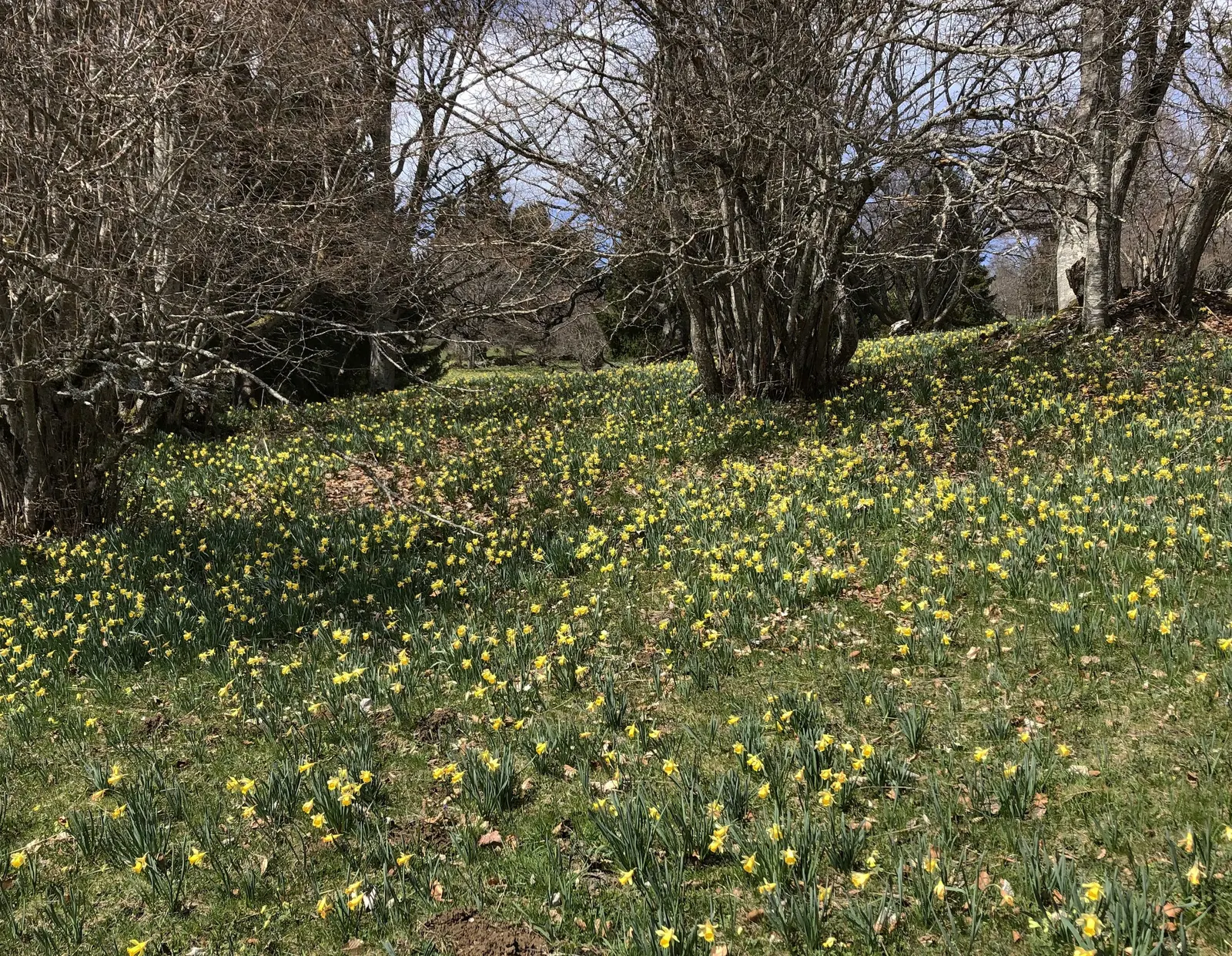 Daffodil, Trumpet Narcissus (Narcissus Pseudonarcissus) — simply deadhead spent flowers while allowing foliage to die back naturally; prior to the ground