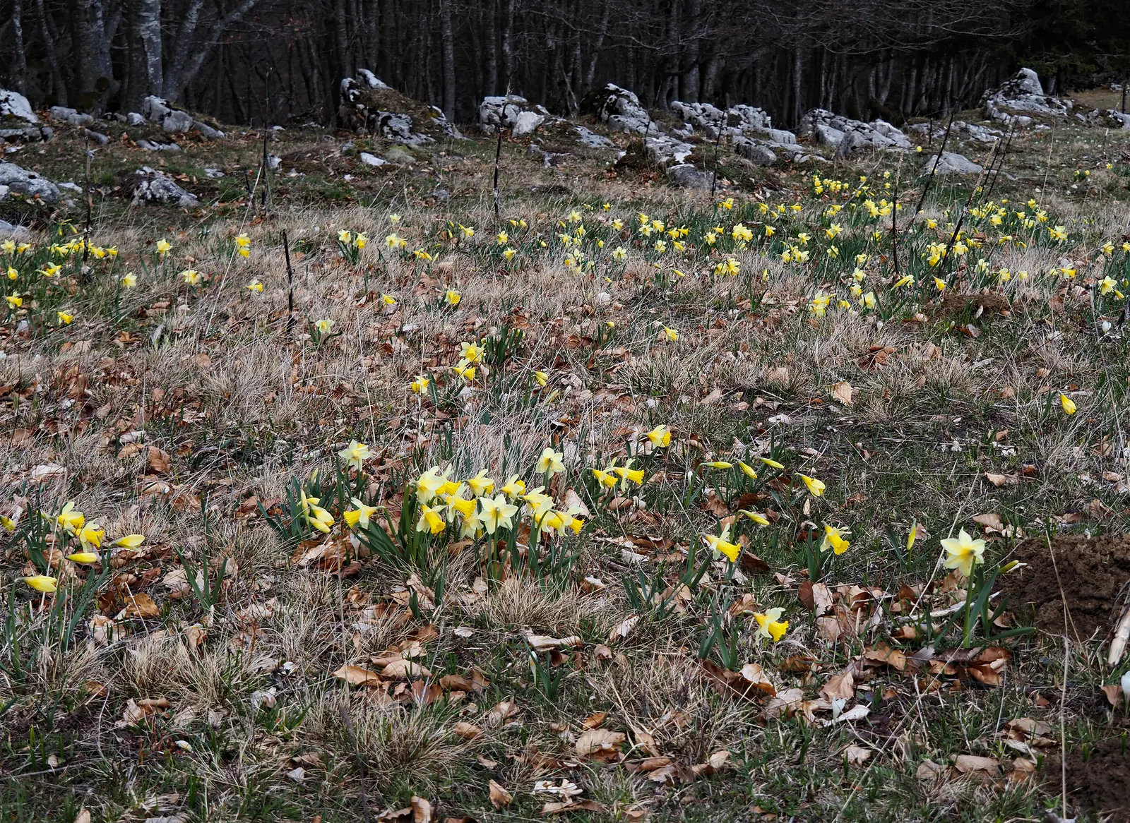 Daffodil, Trumpet Narcissus (Narcissus Pseudonarcissus) — Blooms appear in early to mid-spring, offering a delightful herald to the season's onset, image 85