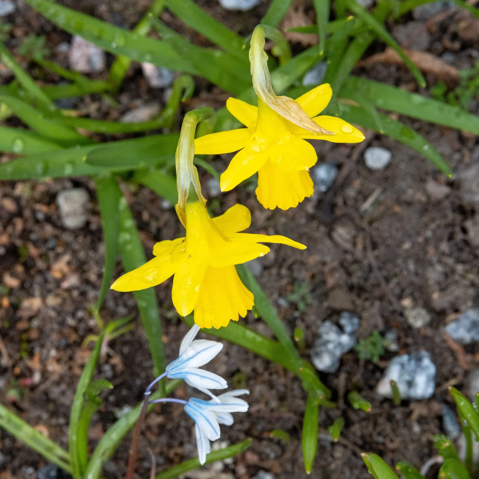 Daffodil, Trumpet Narcissus (Narcissus Pseudonarcissus) — will encourage a robust spring display; this classic emblem of spring boasts blooms, image 152