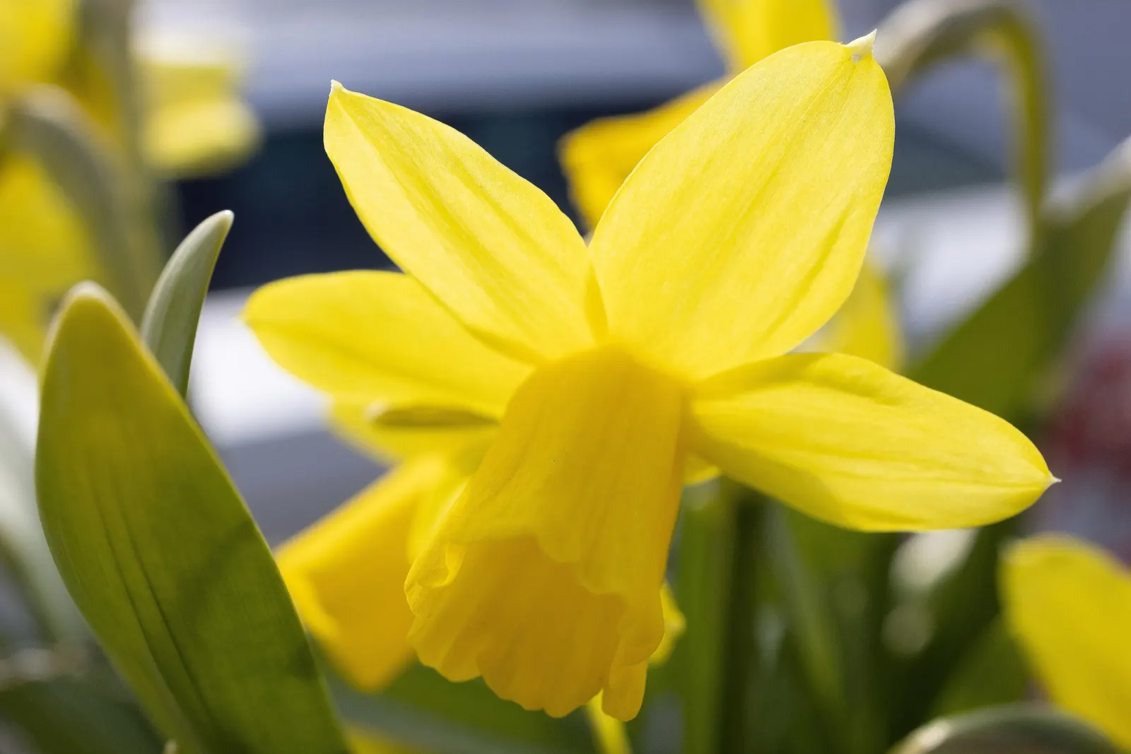 Daffodil, Trumpet Narcissus (Narcissus Pseudonarcissus) — bulb with white and yellow blooms; will encourage a robust spring display, image 107