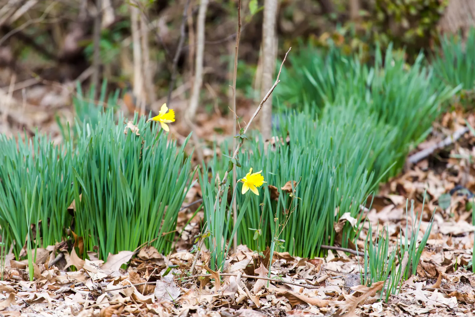 Daffodil, Trumpet Narcissus (Narcissus Pseudonarcissus) — Ideal for borders and naturalizing, it prefers full sun to partial shade and well-drained, image 57
