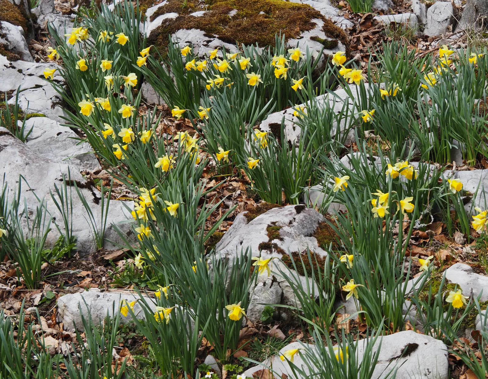 Daffodil, Trumpet Narcissus (Narcissus Pseudonarcissus) — encircled by six petal-like tepals; these flowers are an excellent choice for gardens, image 146