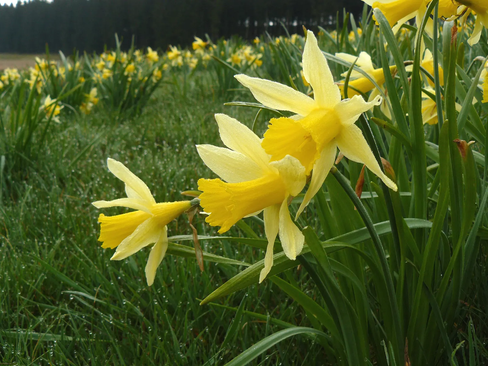 Daffodil, Trumpet Narcissus (Narcissus Pseudonarcissus) — This ensures the bulbs are reinvigorated for the following season
