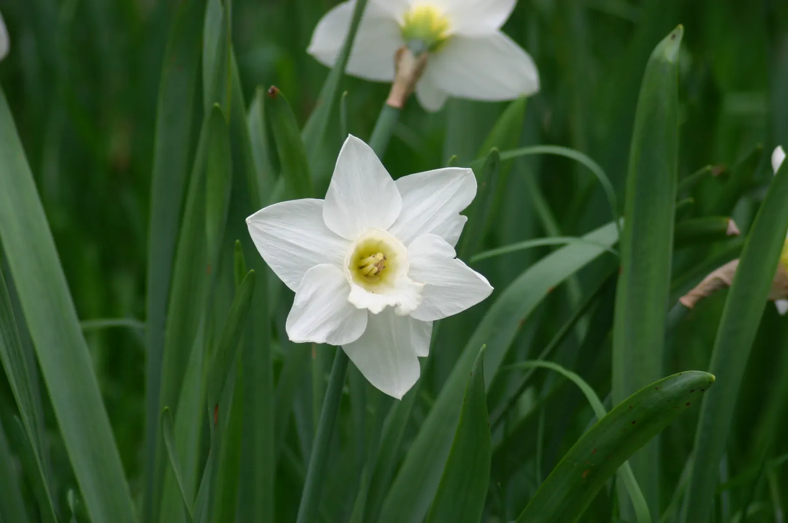 Daffodil, Trumpet Narcissus (Narcissus Pseudonarcissus) — This classic emblem of spring boasts blooms typically measuring up to 4 inches across, image 116