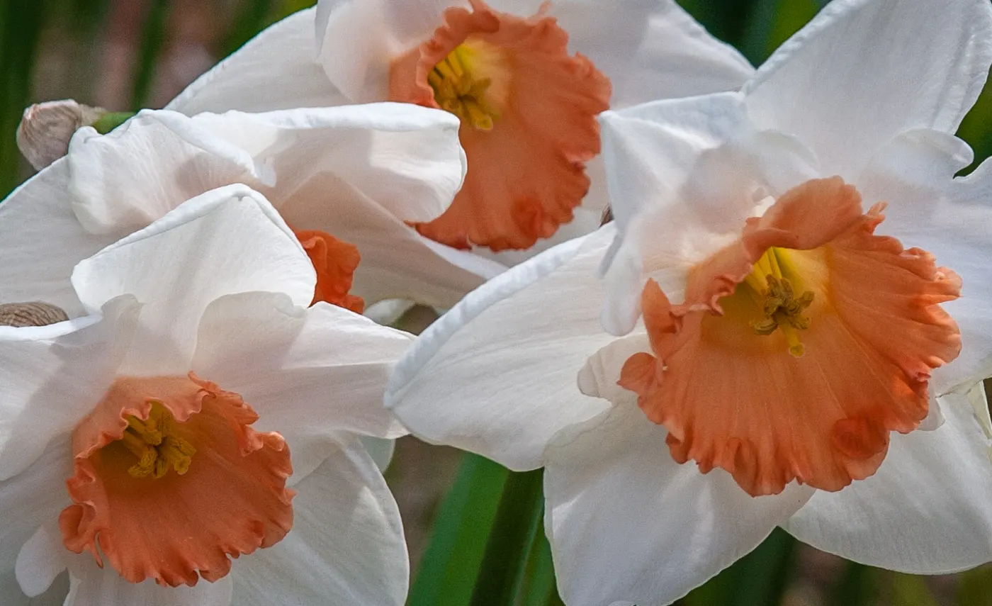 Daffodil, Trumpet Narcissus (Narcissus Pseudonarcissus) — With a spread of approximately 4 to 6 inches