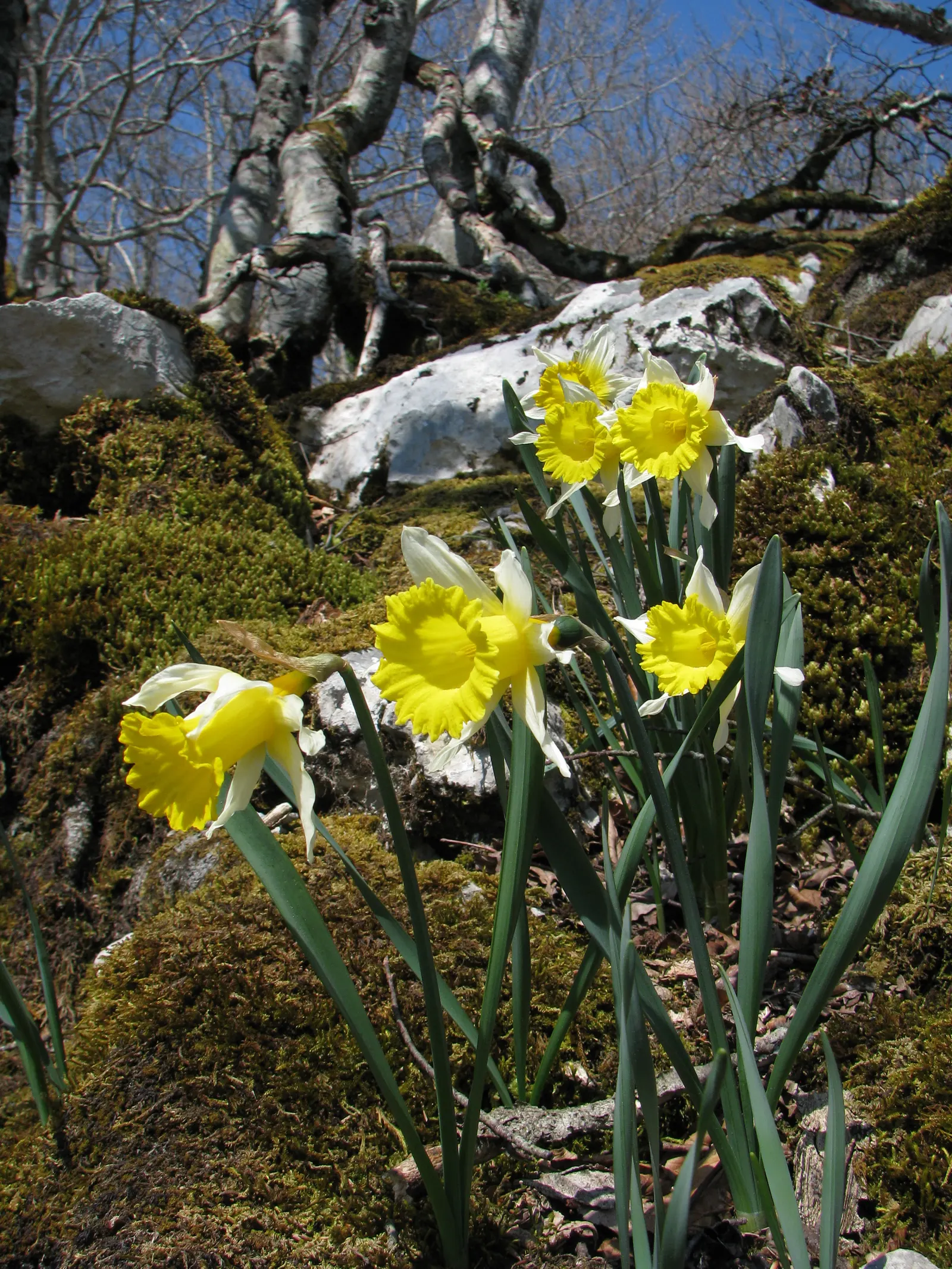 Daffodil, Trumpet Narcissus (Narcissus Pseudonarcissus) — bulb for full or half; securing their role as a low-maintenance yet striking fixture in, image 135