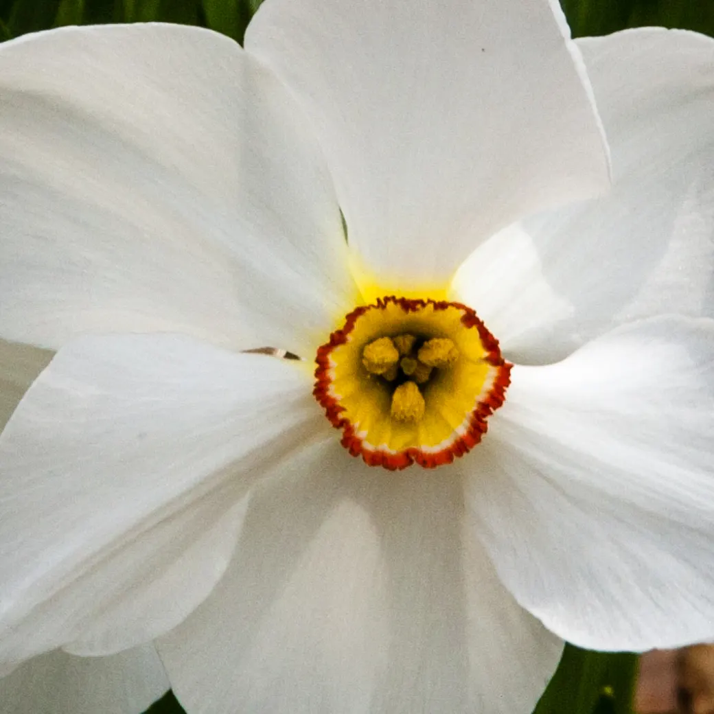 Daffodil, Trumpet Narcissus (Narcissus Pseudonarcissus) — set atop sturdy stalks that can reach up to 16 to 20 inches in height; is a perennial, image 90