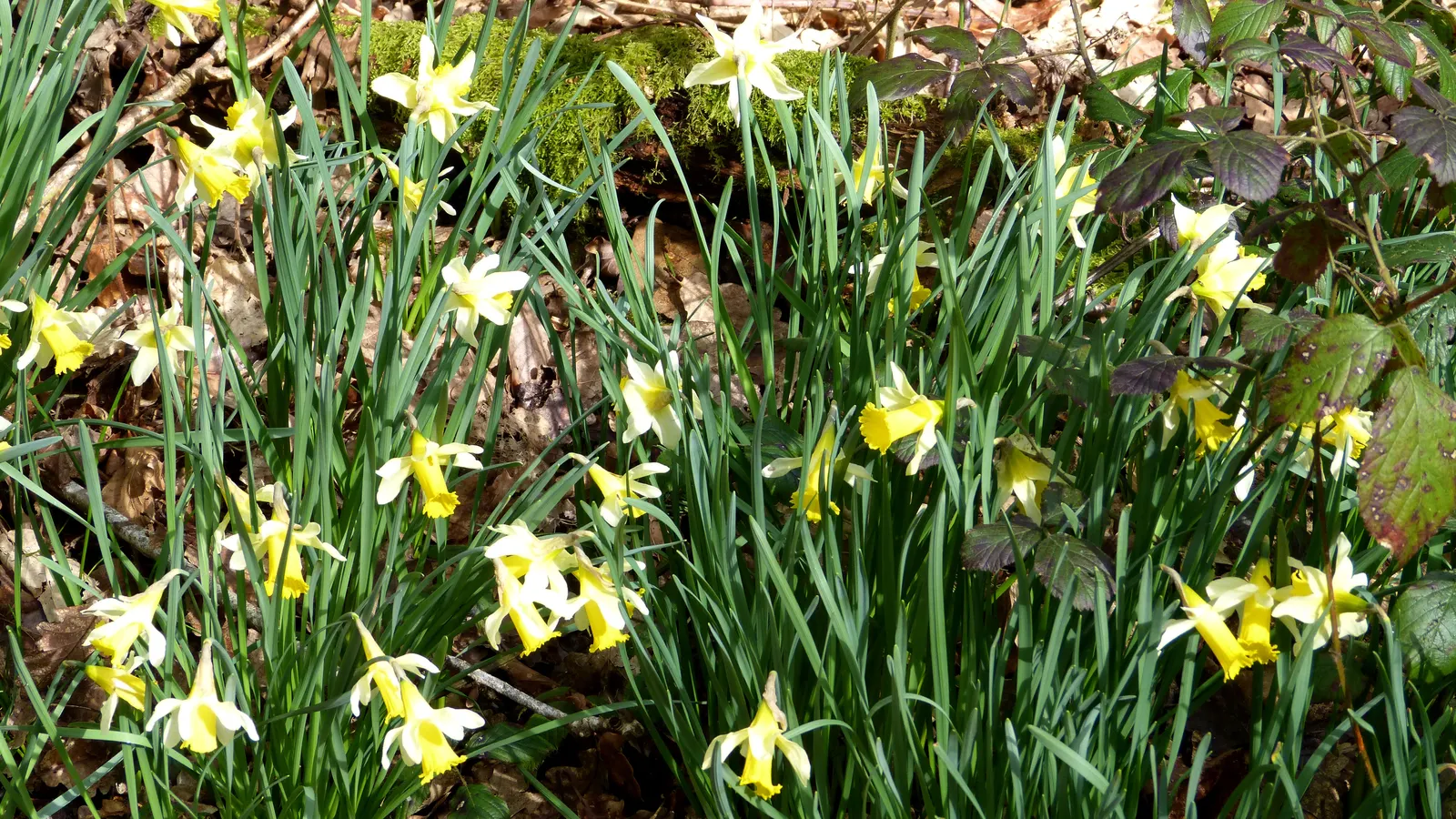 Daffodil, Trumpet Narcissus (Narcissus Pseudonarcissus) — the Daffodil thrives in full to partial sunlight and prefers well-draining soils with moderate