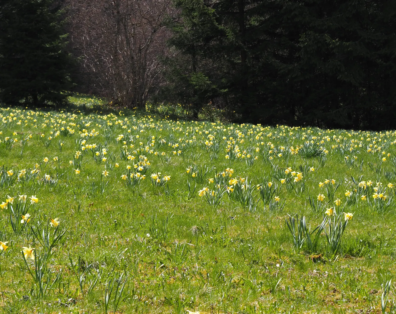 Daffodil, Trumpet Narcissus (Narcissus Pseudonarcissus) — often featuring a contrasting ring at the corona's mouth.<br><br>Equipped for USDA, image 121