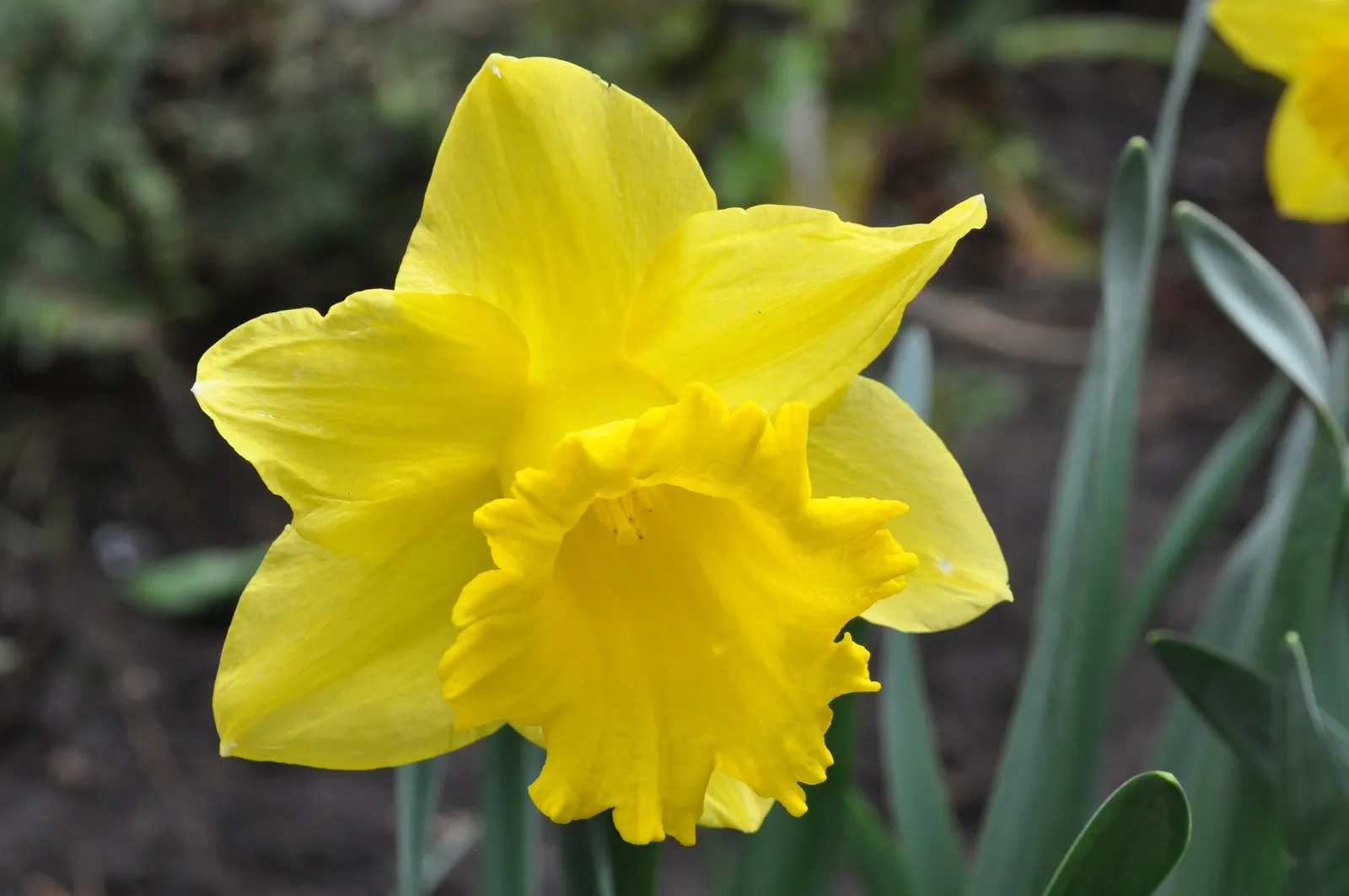 Daffodil, Trumpet Narcissus (Narcissus Pseudonarcissus) — The Trumpet Narcissus (Narcissus pseudonarcissus) is a vibrant perennial; blooms appear, image 82