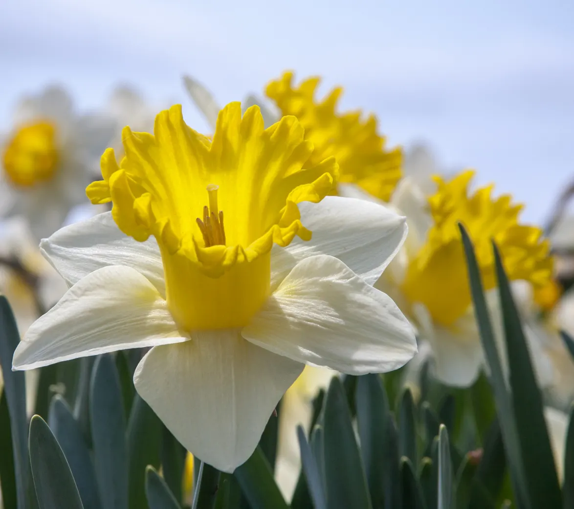 Daffodil, Trumpet Narcissus (Narcissus Pseudonarcissus) — securing their role as a low-maintenance yet striking fixture in the landscape; ideal for, image 132