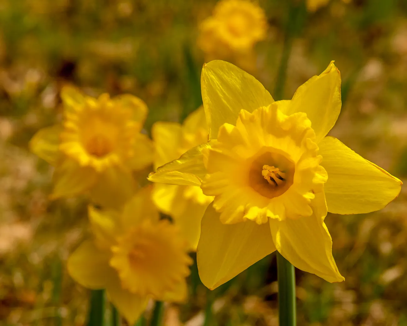 Daffodil, Trumpet Narcissus (Narcissus Pseudonarcissus) — these flowers are an excellent choice for gardens where wildlife browsing may be a concern