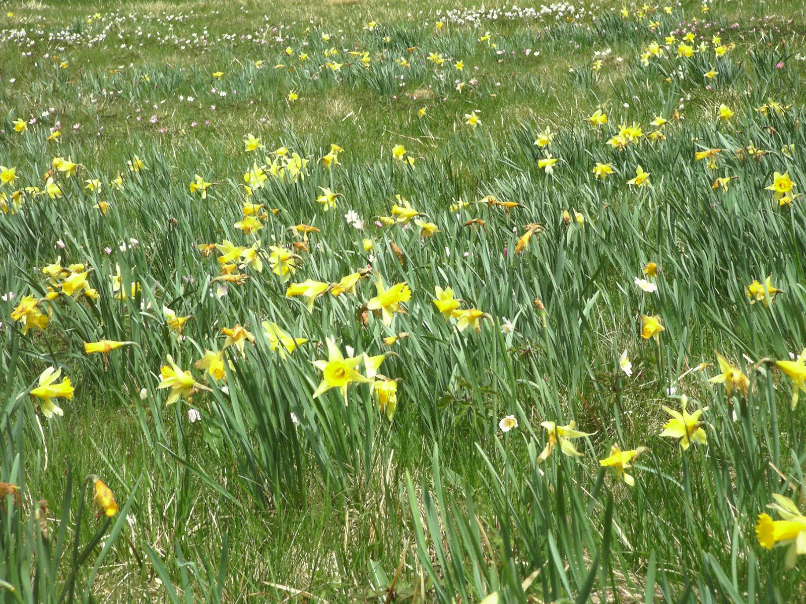 Daffodil, Trumpet Narcissus (Narcissus Pseudonarcissus) — planting bulbs at a depth of about 6 to 8 inches in the fall; maintenance is minimal, image 123