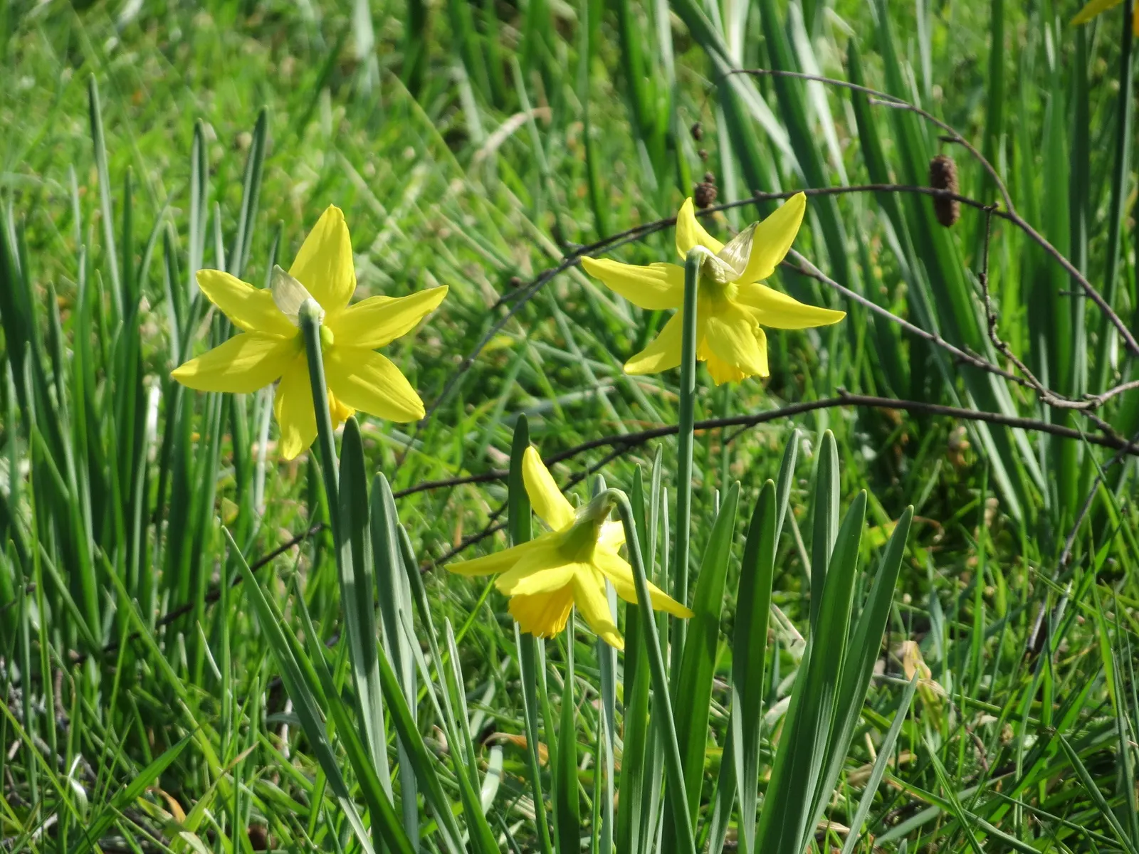 Daffodil, Trumpet Narcissus (Narcissus Pseudonarcissus) — set atop sturdy stalks that can reach up to 16 to 20 inches in height; is a perennial, image 117