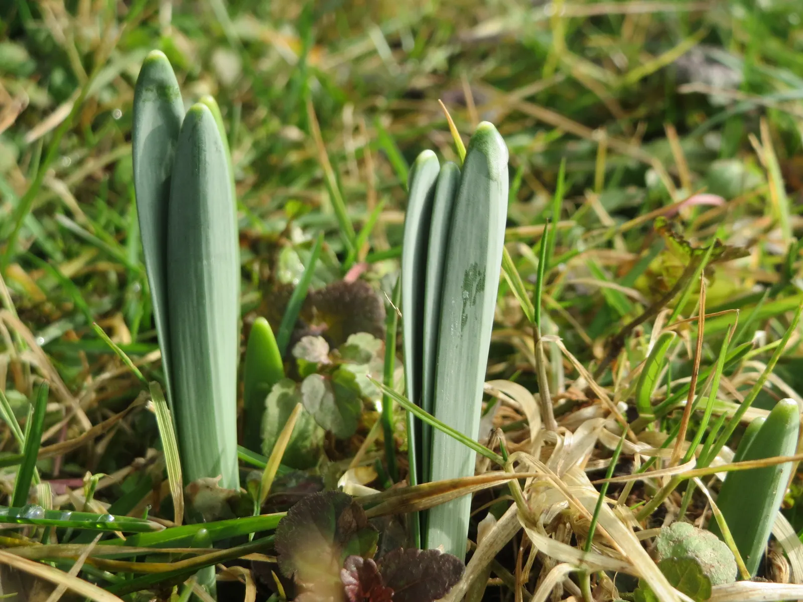 Daffodil, Trumpet Narcissus (Narcissus Pseudonarcissus) — these flowers are an excellent choice for gardens where wildlife browsing may be a, image 128