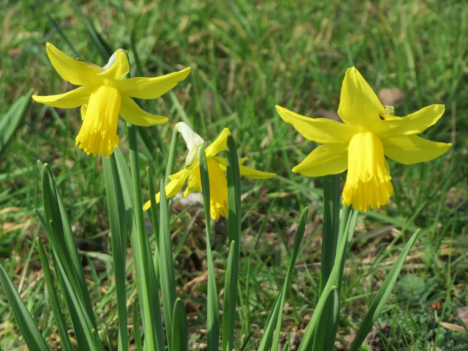 Daffodil, Trumpet Narcissus (Narcissus Pseudonarcissus) — Ideal for borders and naturalizing, it prefers full sun to partial shade and well-drained, image 84