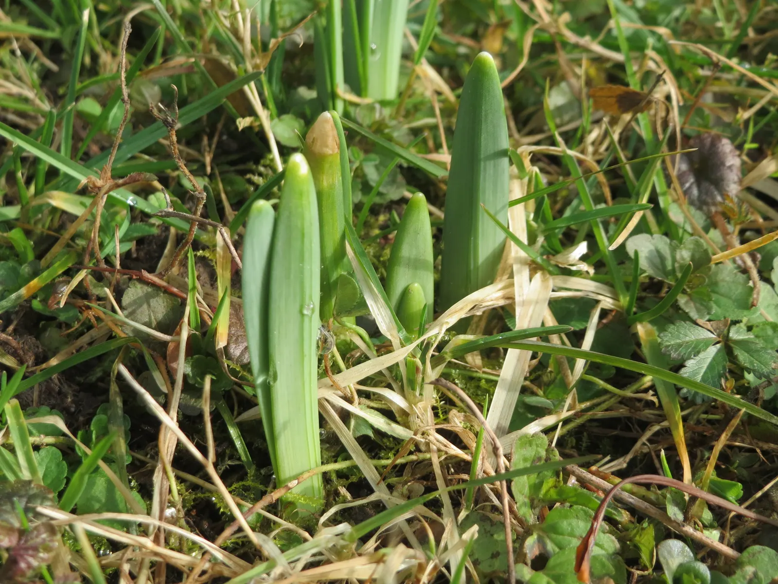 Daffodil, Trumpet Narcissus (Narcissus Pseudonarcissus) — prior to the ground freezing; the Trumpet Narcissus (Narcissus pseudonarcissus) is a, image 151