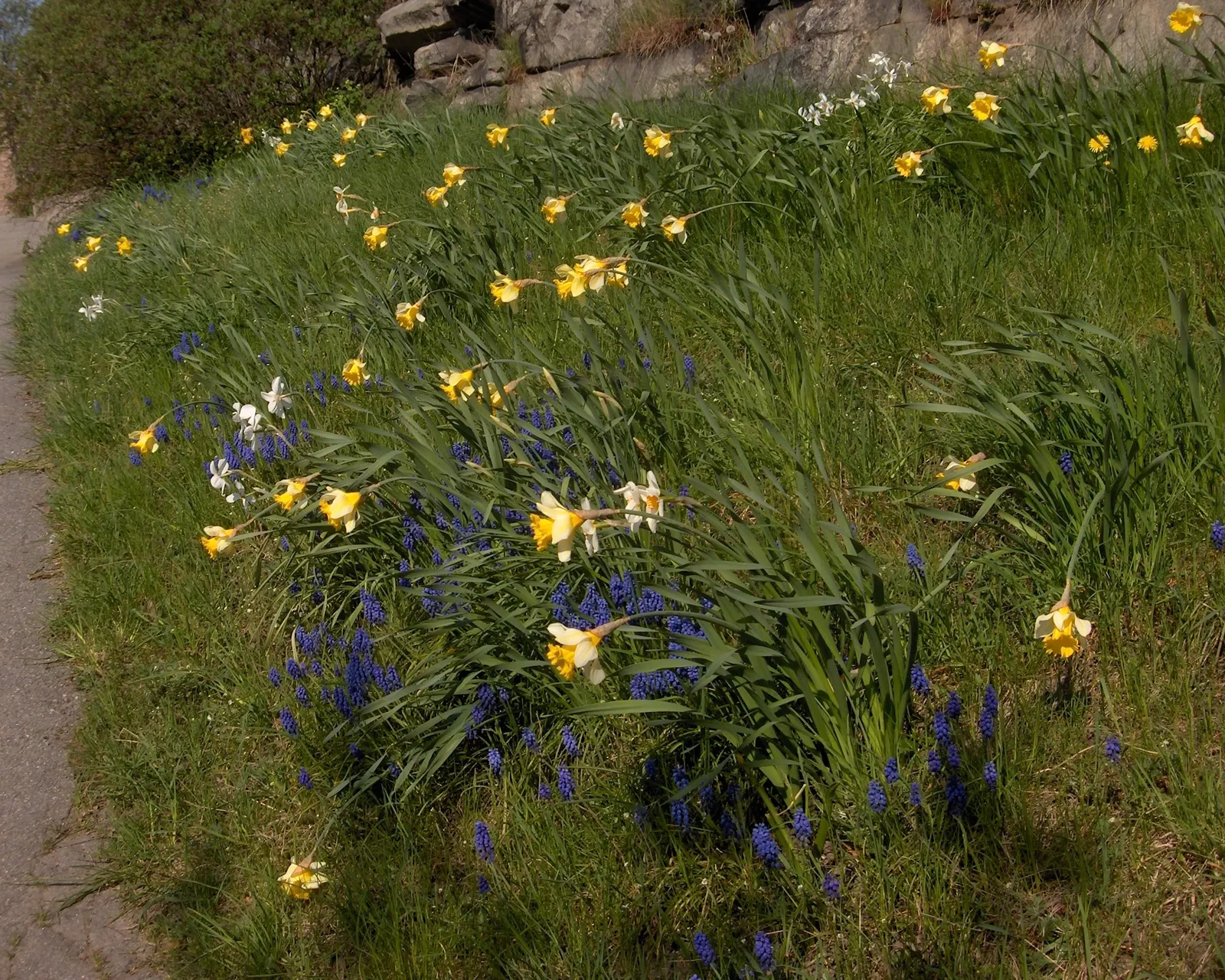 Daffodil, Trumpet Narcissus (Narcissus Pseudonarcissus) — often featuring a contrasting ring at the corona's mouth.<br><br>Equipped for USDA hardiness zones 3