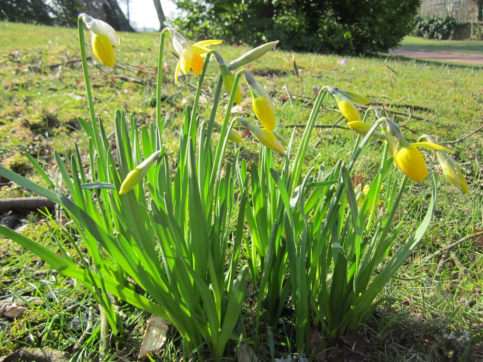 Daffodil, Trumpet Narcissus (Narcissus Pseudonarcissus) — these flowers are an excellent choice for gardens where wildlife browsing may be a, image 74
