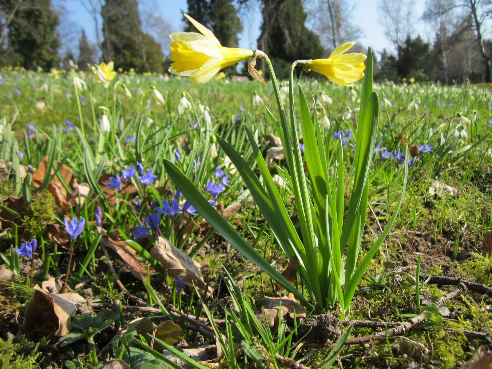 Daffodil, Trumpet Narcissus (Narcissus Pseudonarcissus) — bulb with white and yellow blooms; will encourage a robust spring display, image 80