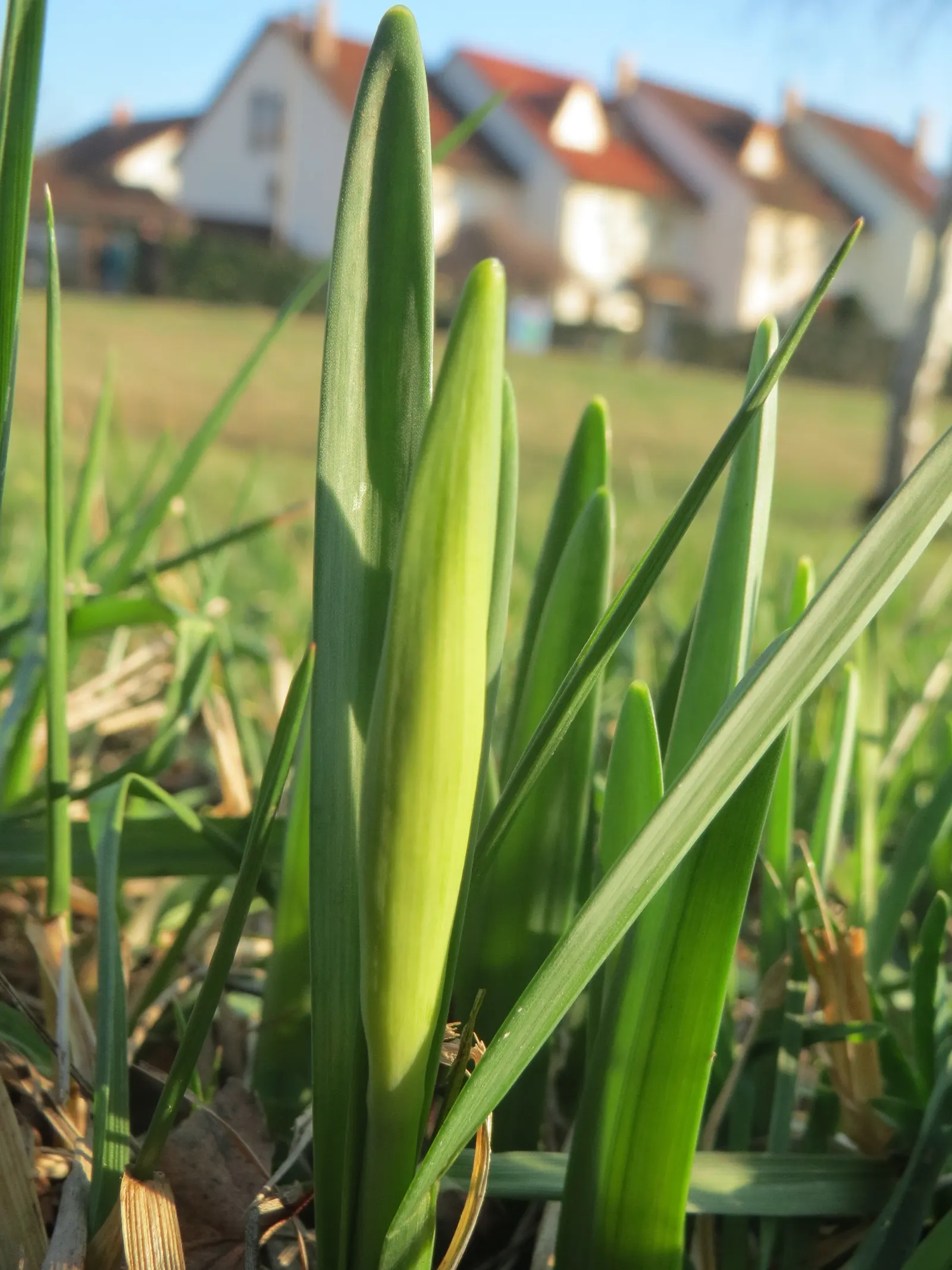 Daffodil, Trumpet Narcissus (Narcissus Pseudonarcissus) — these flowers are an excellent choice for gardens where wildlife browsing may be a concern; thriving