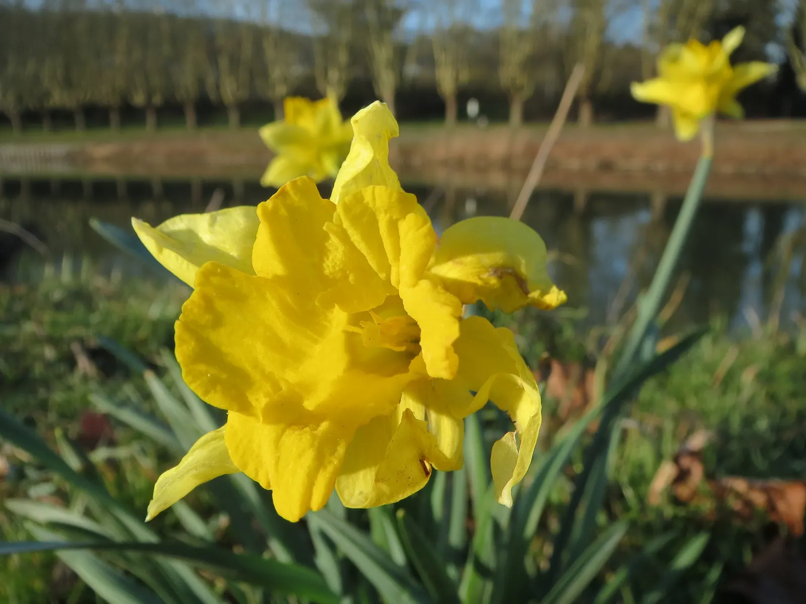 Daffodil, Trumpet Narcissus (Narcissus Pseudonarcissus) — With a spread of approximately 4 to 6 inches; planting bulbs at a depth of about 6 to 8, image 99