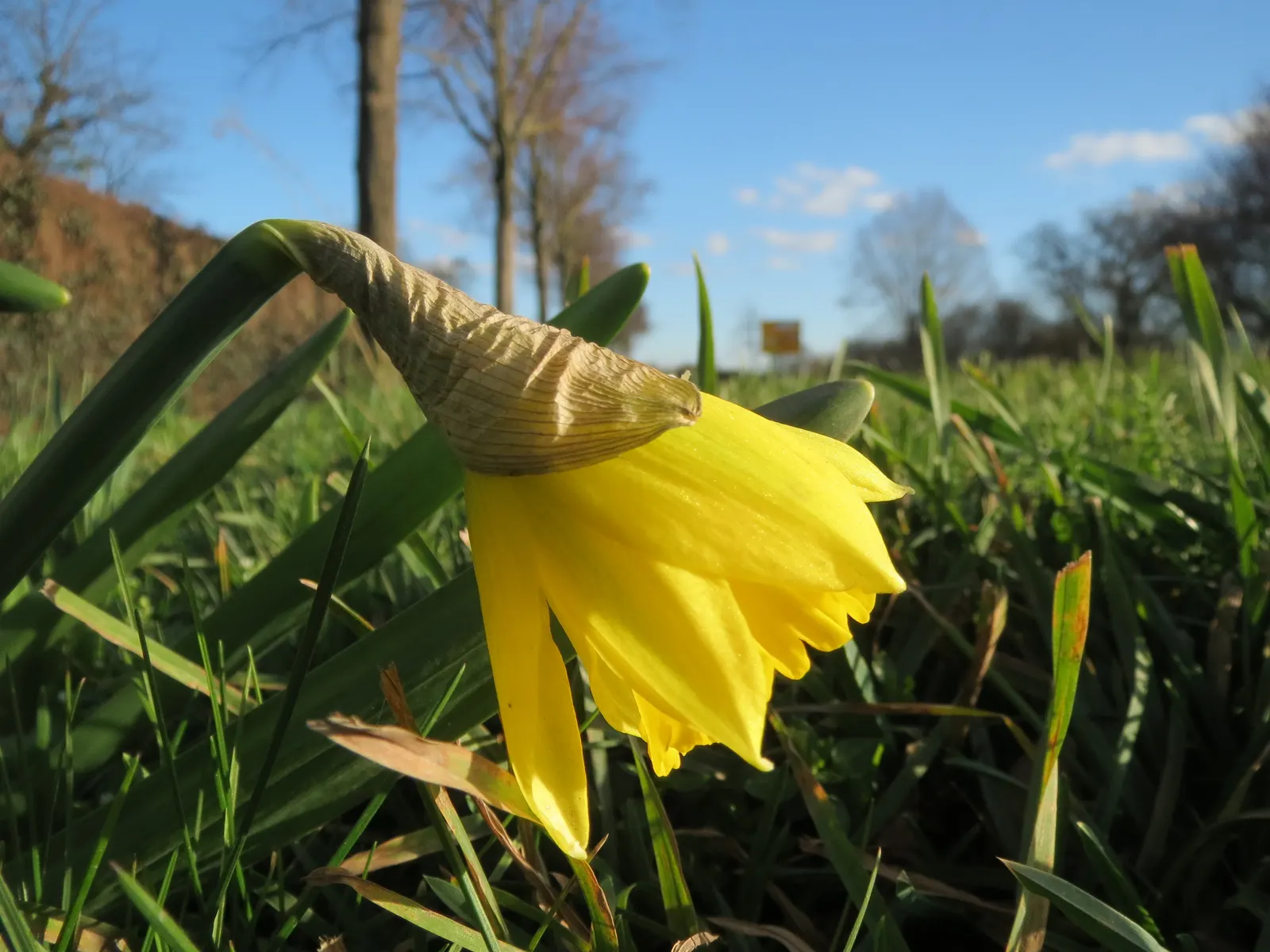 Daffodil, Trumpet Narcissus (Narcissus Pseudonarcissus) — bulb for full or half; securing their role as a low-maintenance yet striking fixture in the landscape