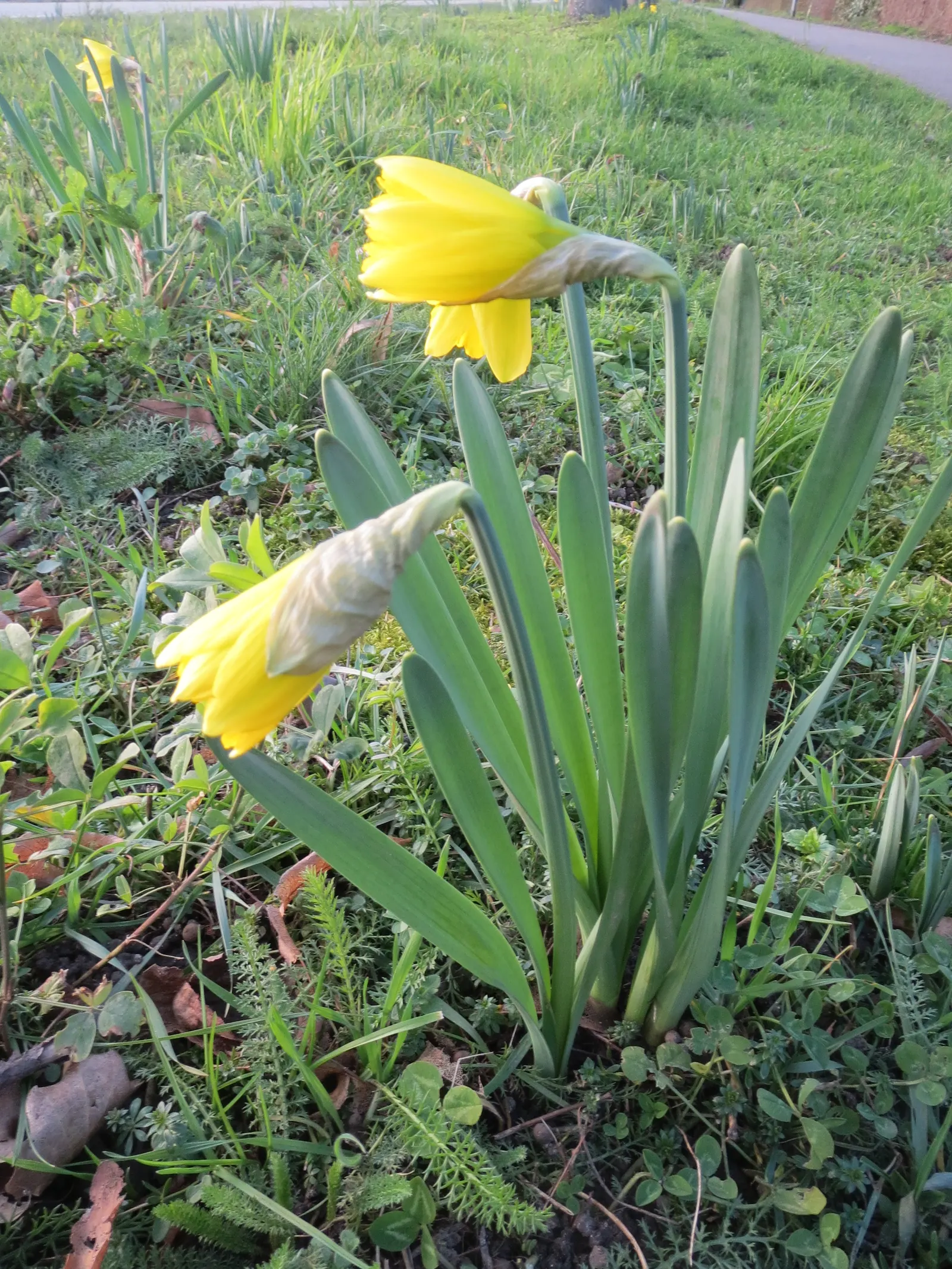 Daffodil, Trumpet Narcissus (Narcissus Pseudonarcissus) — Ideal for borders and naturalizing, it prefers full sun to partial shade and well-drained soil; with