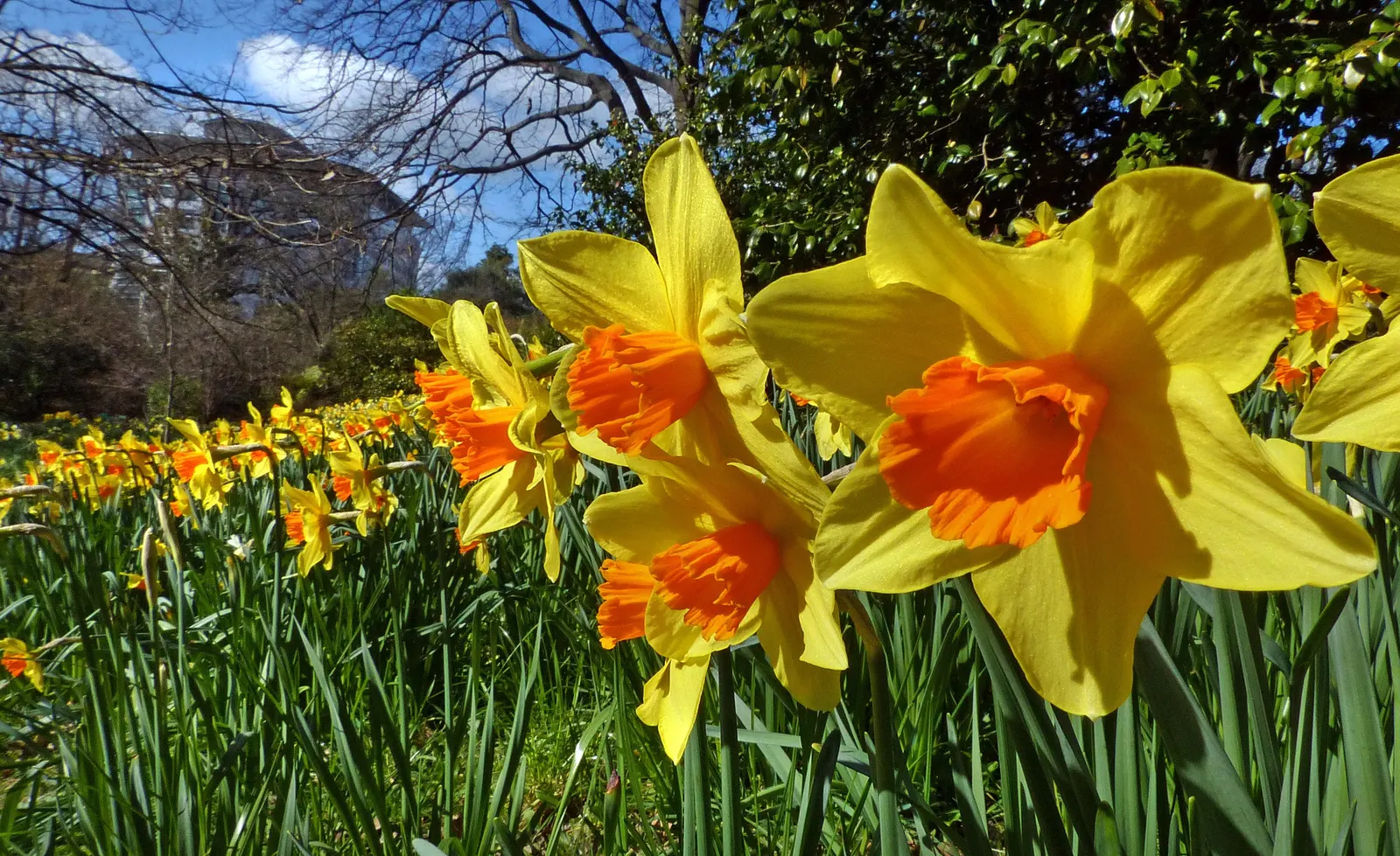 Daffodil, Trumpet Narcissus (Narcissus Pseudonarcissus) — Blooms appear in early to mid-spring, offering a delightful herald to the season's onset, image 58