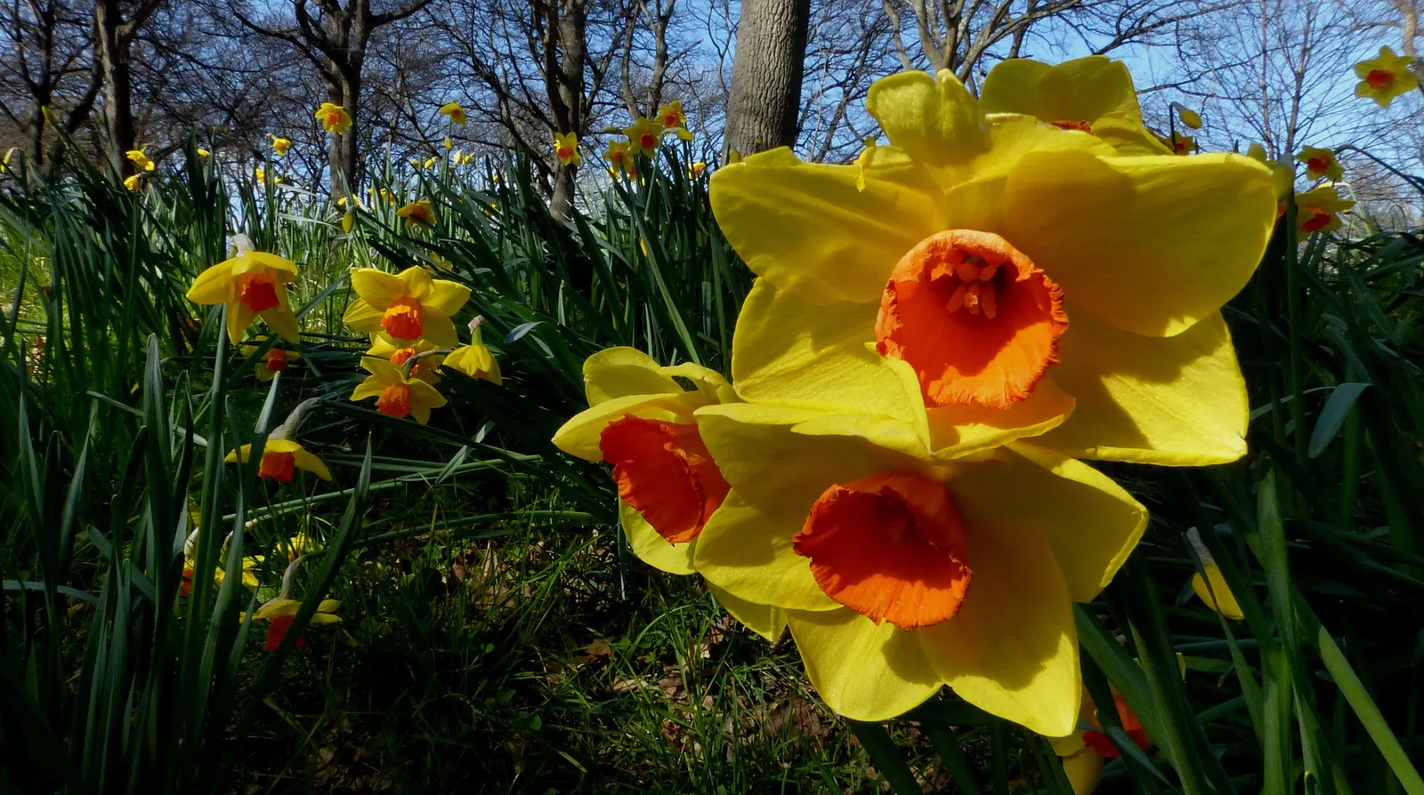 Daffodil, Trumpet Narcissus (Narcissus Pseudonarcissus) — encircled by six petal-like tepals; these flowers are an excellent choice for gardens where wildlife