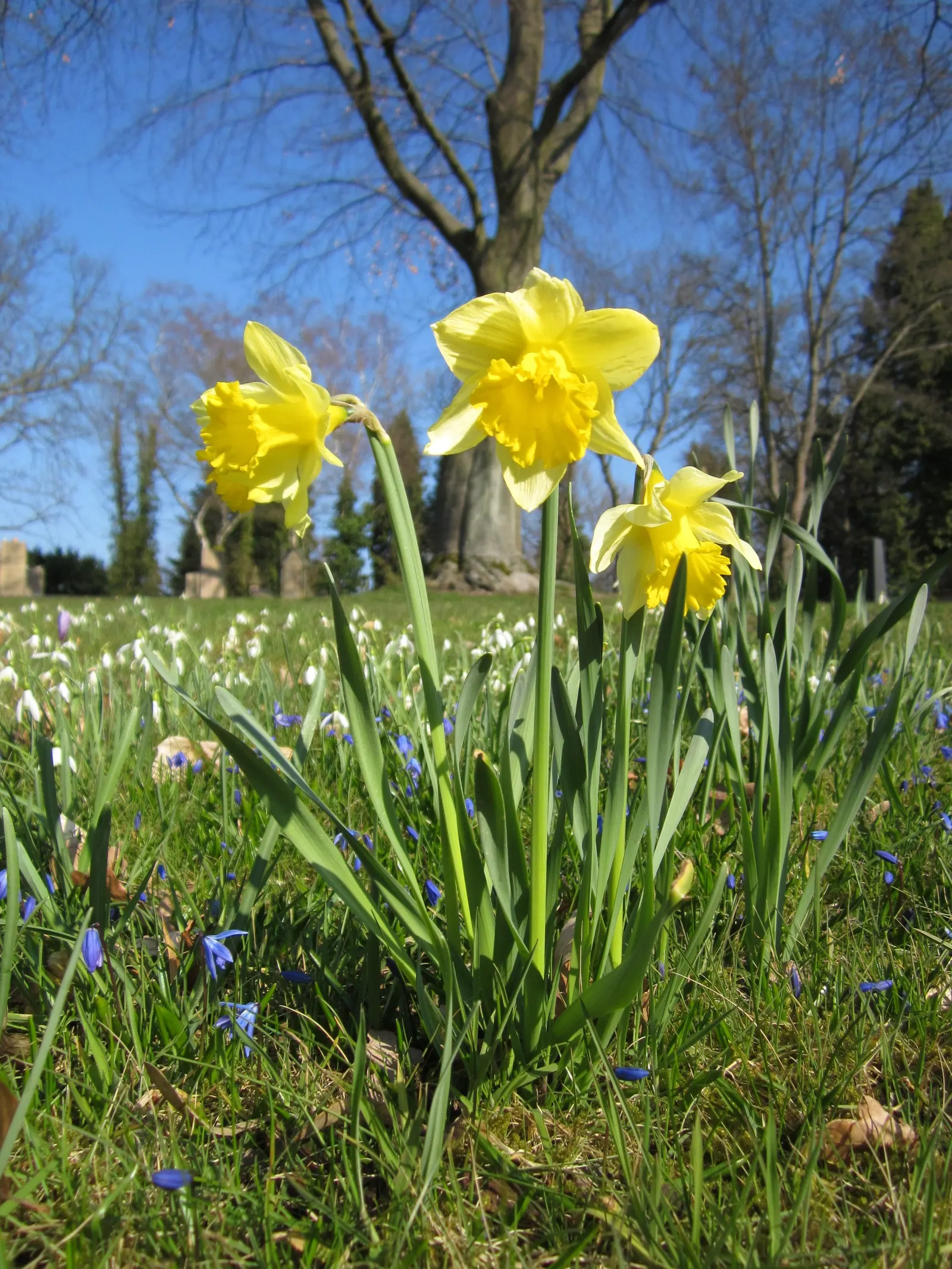 Daffodil, Trumpet Narcissus (Narcissus Pseudonarcissus) — with colors ranging from vibrant yellows to golden hues; bulb for full or half, image 66