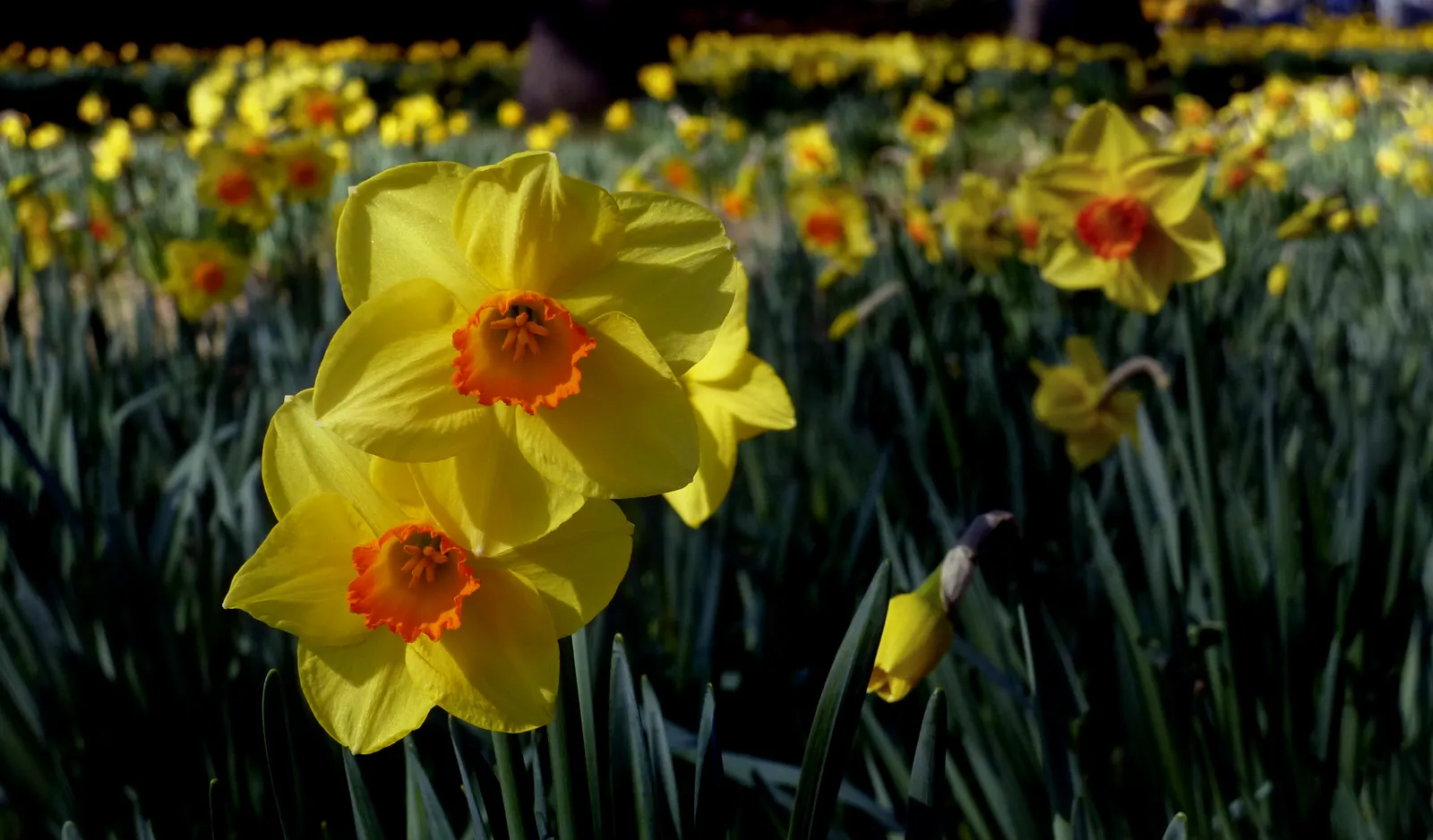 Daffodil, Trumpet Narcissus (Narcissus Pseudonarcissus) — Deer and rodent-resistant; simply deadhead spent flowers while allowing foliage to die back naturally