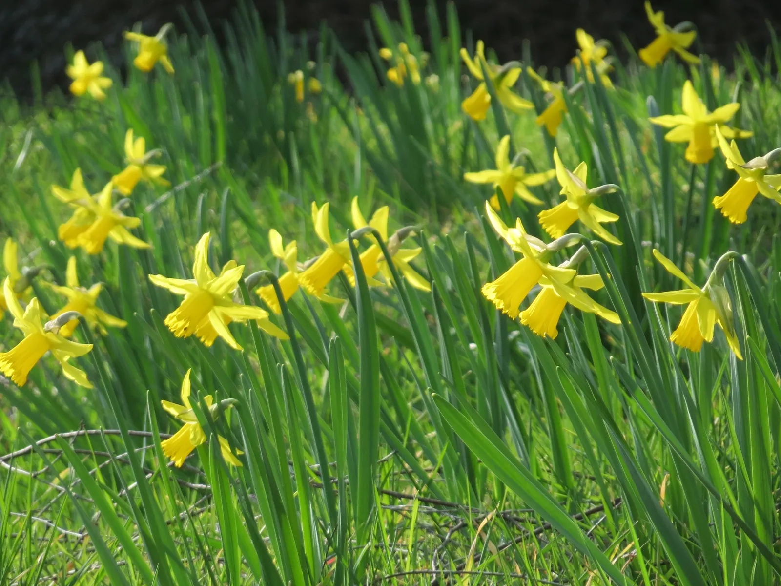 Daffodil, Trumpet Narcissus (Narcissus Pseudonarcissus) — simply deadhead spent flowers while allowing foliage to die back naturally; prior to the, image 103