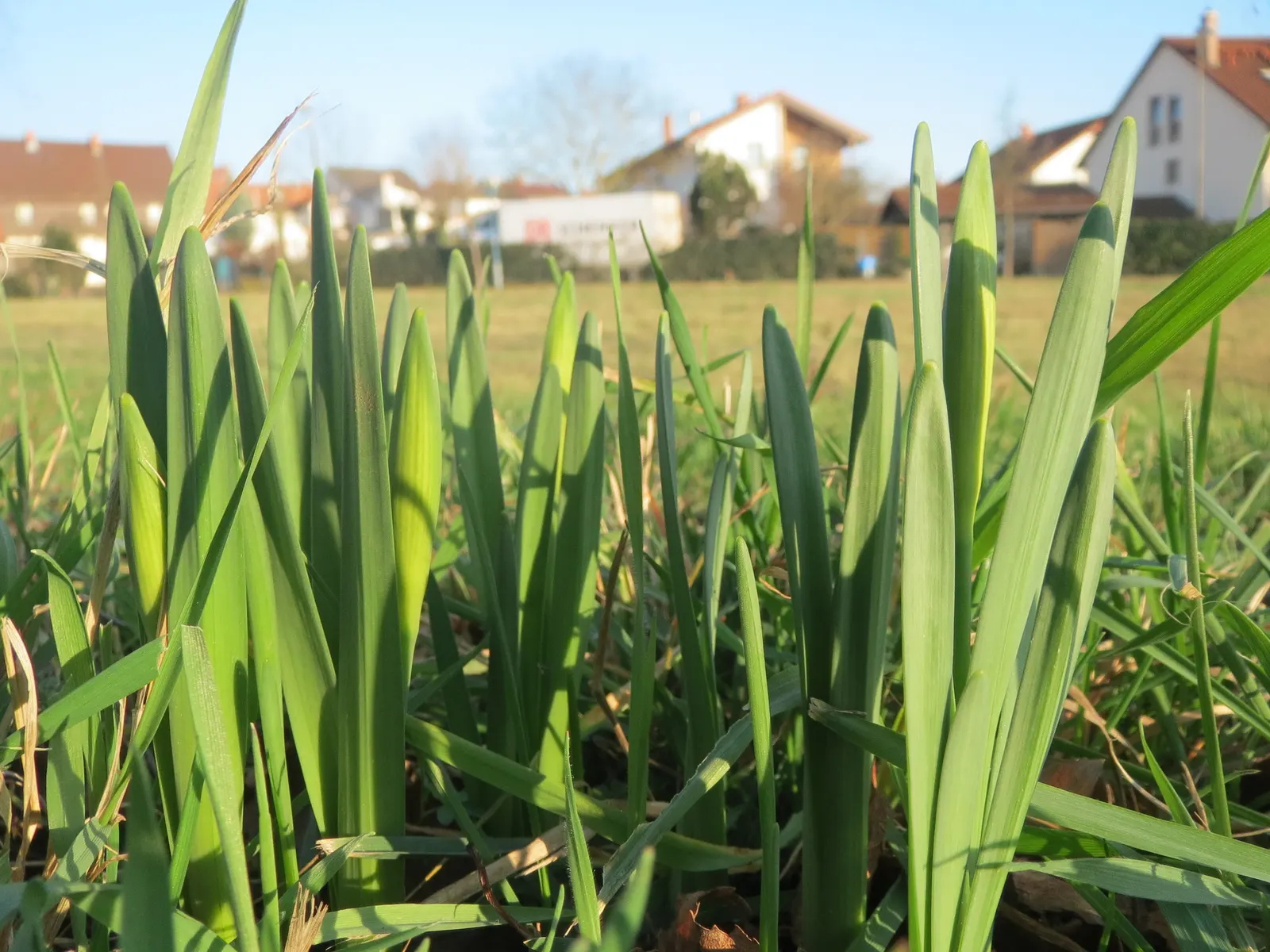 Daffodil, Trumpet Narcissus (Narcissus Pseudonarcissus) — the Daffodil thrives in full to partial sunlight and prefers well-draining soils with, image 41