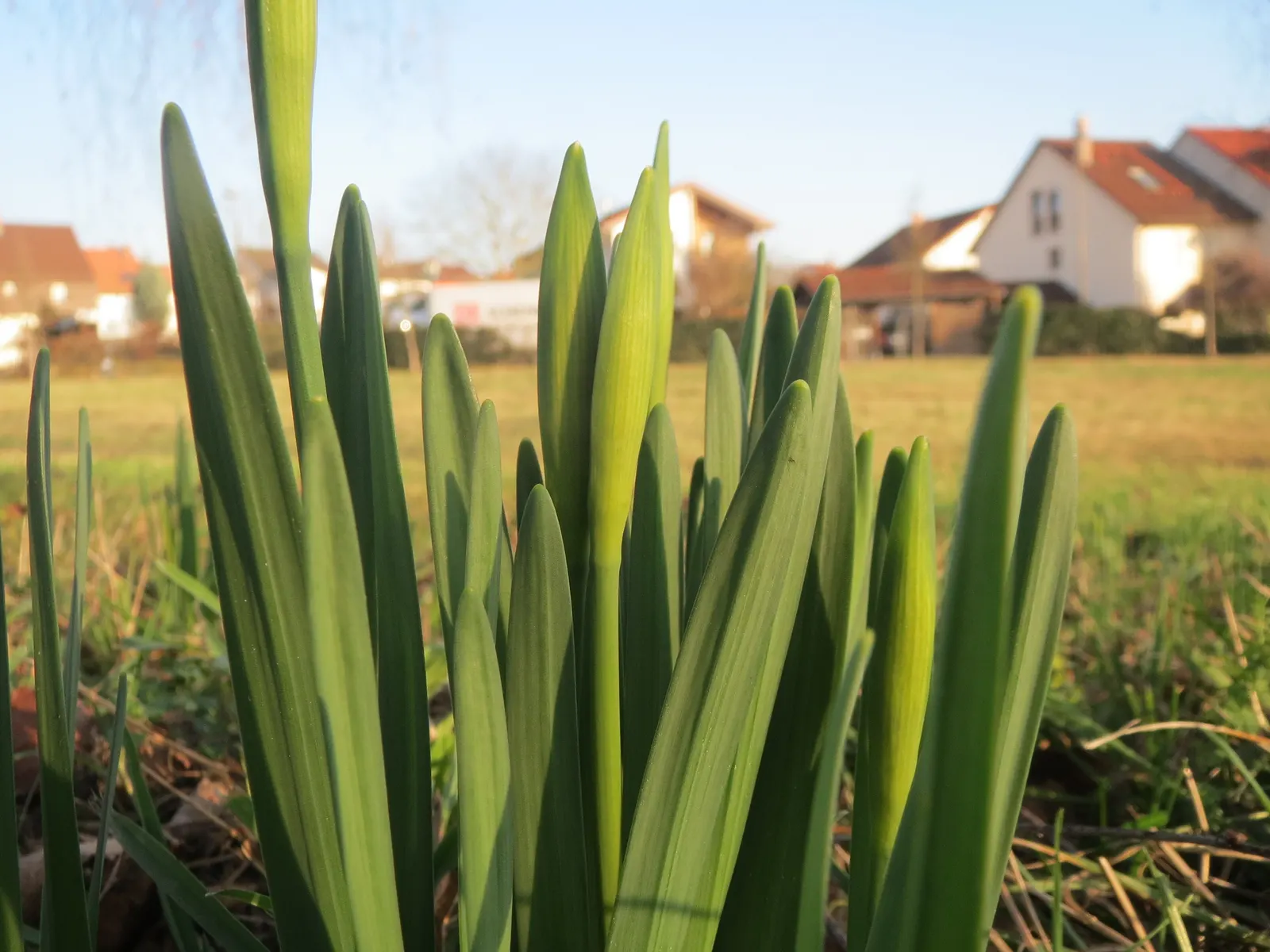 Daffodil, Trumpet Narcissus (Narcissus Pseudonarcissus) — This classic emblem of spring boasts blooms typically measuring up to 4 inches across; bulb with