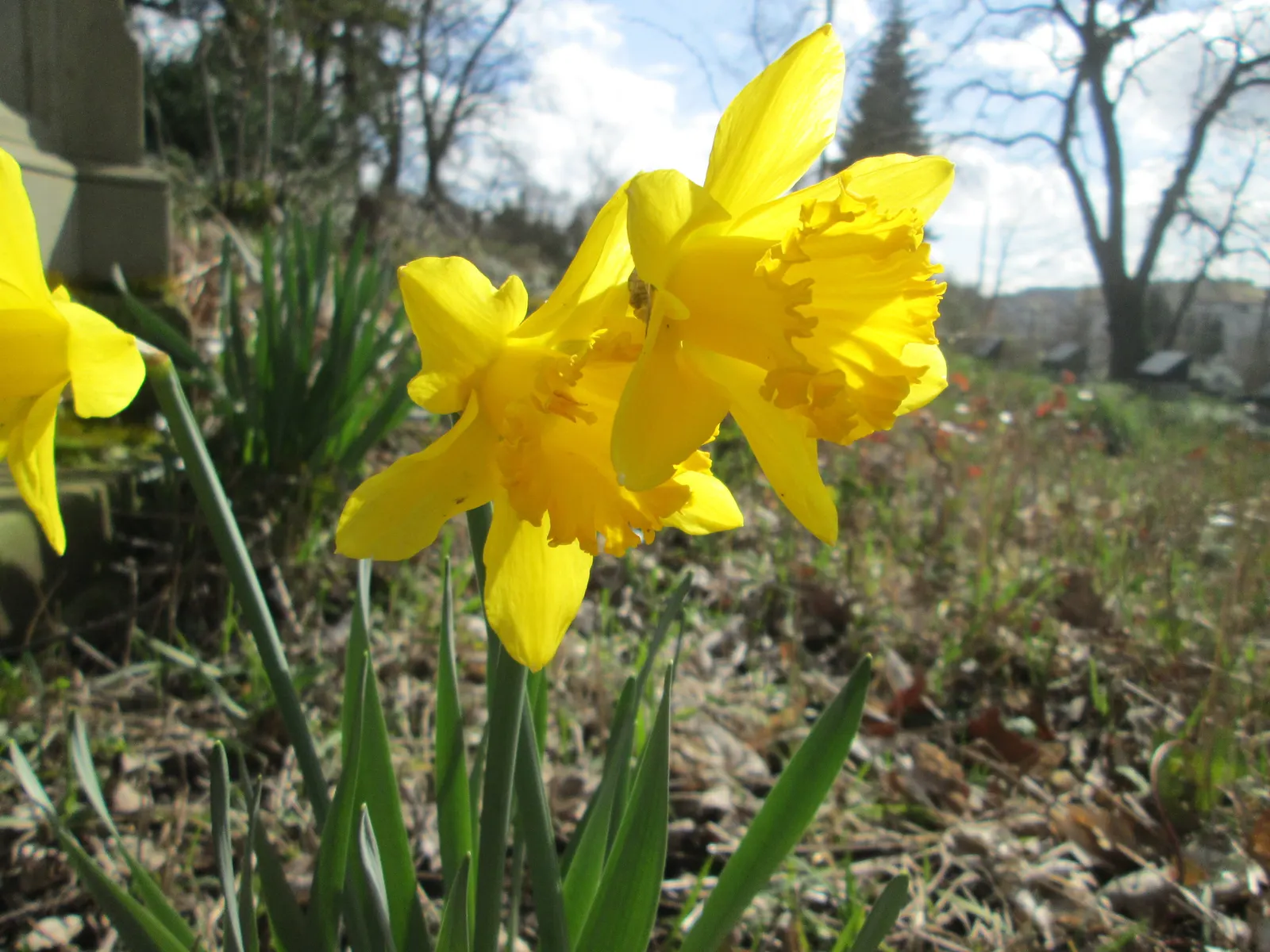 Daffodil, Trumpet Narcissus (Narcissus Pseudonarcissus) — more commonly referred to as the Daffodil (Narcissus pseudonarcissus), image 113