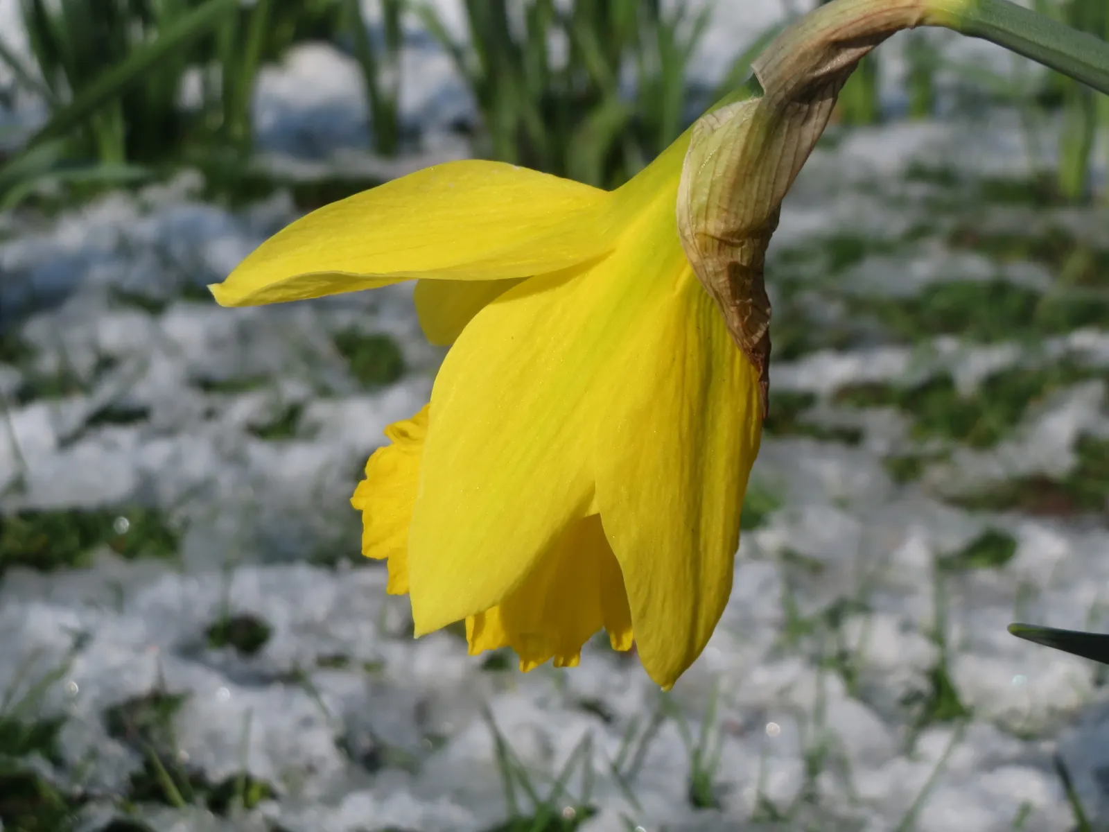 Daffodil, Trumpet Narcissus (Narcissus Pseudonarcissus) — Thriving in USDA zones 3-8, it reaches heights of about 14-20 inches with a spread of 3-6, image 110