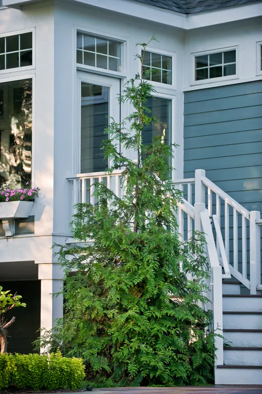 Sunjoy Gold Pillar® Barberry (Berberis thunbergii) — Top reasons to grow Sunjoy Gold Pillar barberry: Versatile