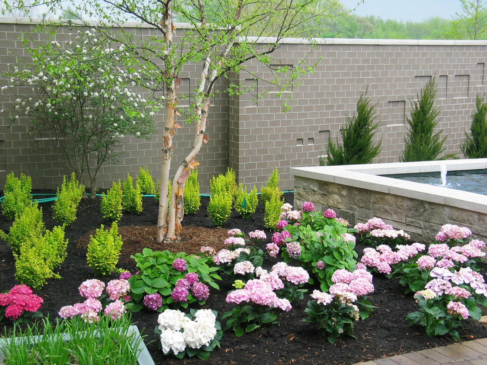 Sunjoy Gold Pillar® Barberry (Berberis thunbergii) — or add it to a border as an specimen plant
