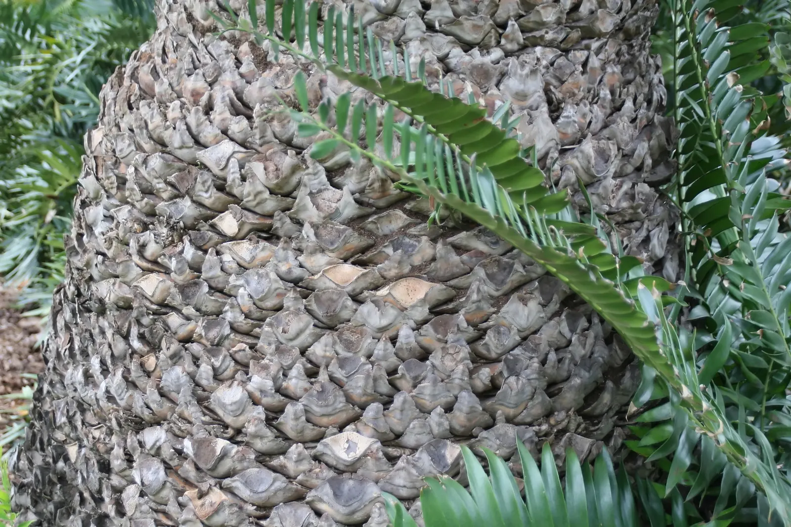 Mulanje Cycad (Encephalartos Gratus) — The Mulanje Cycad (Encephalartos gratus), a majestic and slow-growing plant, adds an exotic prehistoric touch; this low