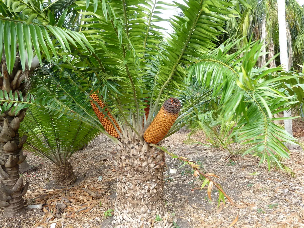 Mulanje Cycad (Encephalartos Gratus) — meaning separate male and female plants exist