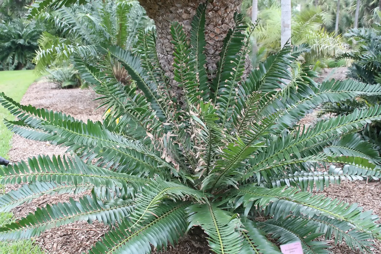 Mulanje Cycad (Encephalartos Gratus) — so it should be positioned away from areas frequented by pets and children