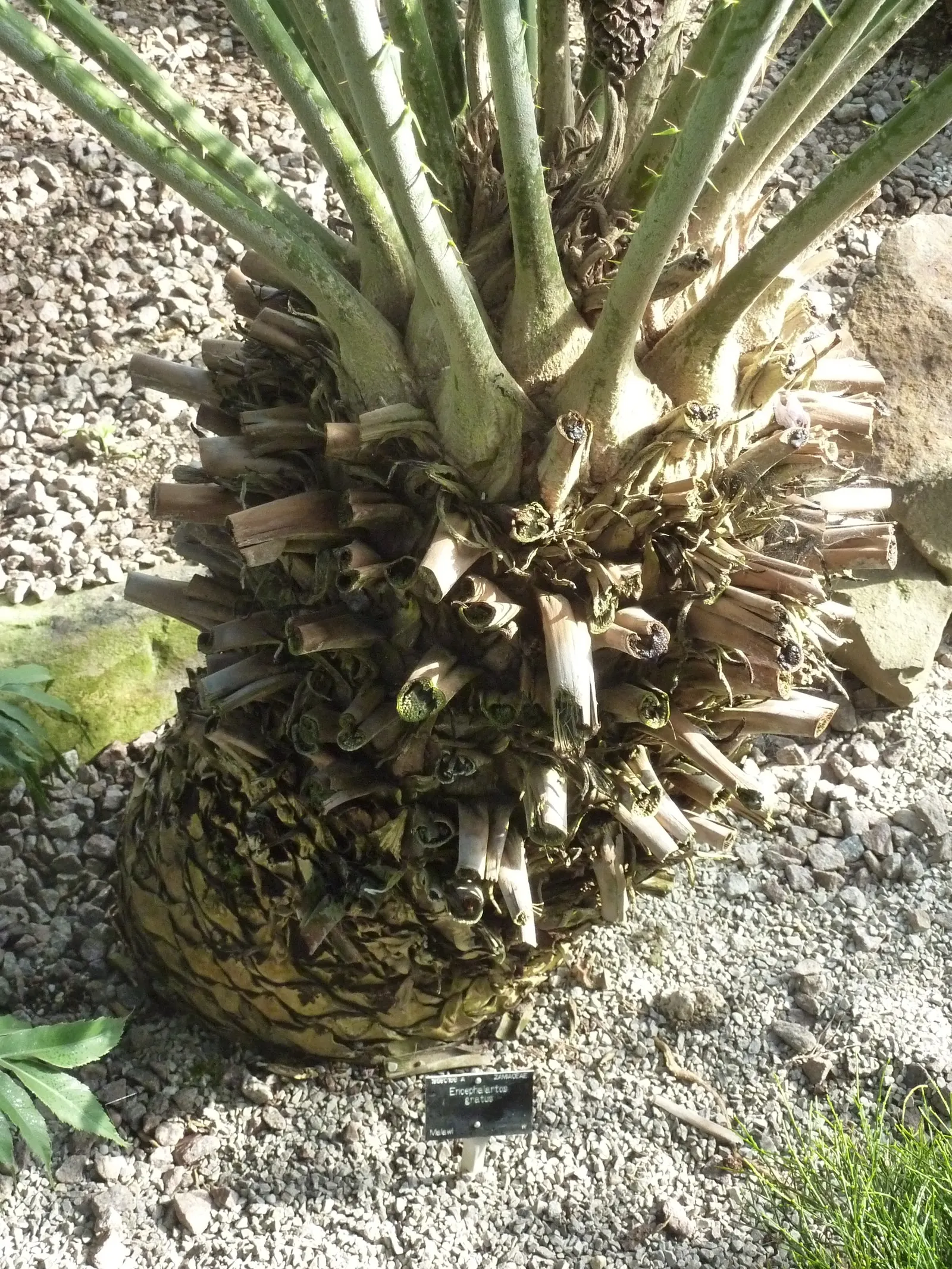 Mulanje Cycad (Encephalartos Gratus) — topped with a lush crown of arching pinnate leaves stretching up to 5 feet long