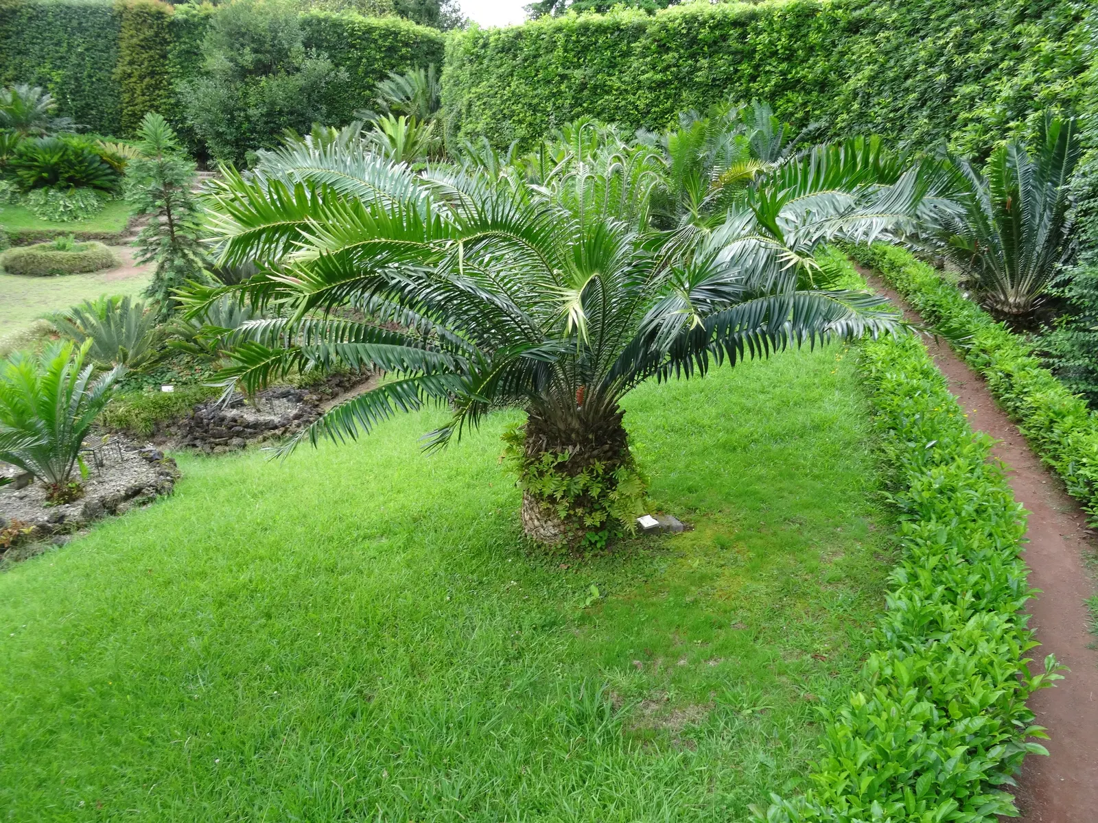 Mulanje Cycad (Encephalartos Gratus) — is a stunning and ancient plant species that adds a prehistoric charm to any garden